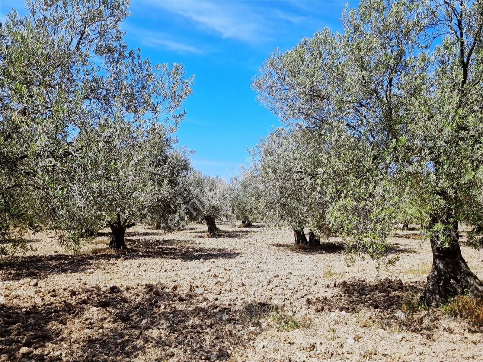 520 Gayrimenkulden İzmir Yolu Üzeri Satılık Zeytinlik