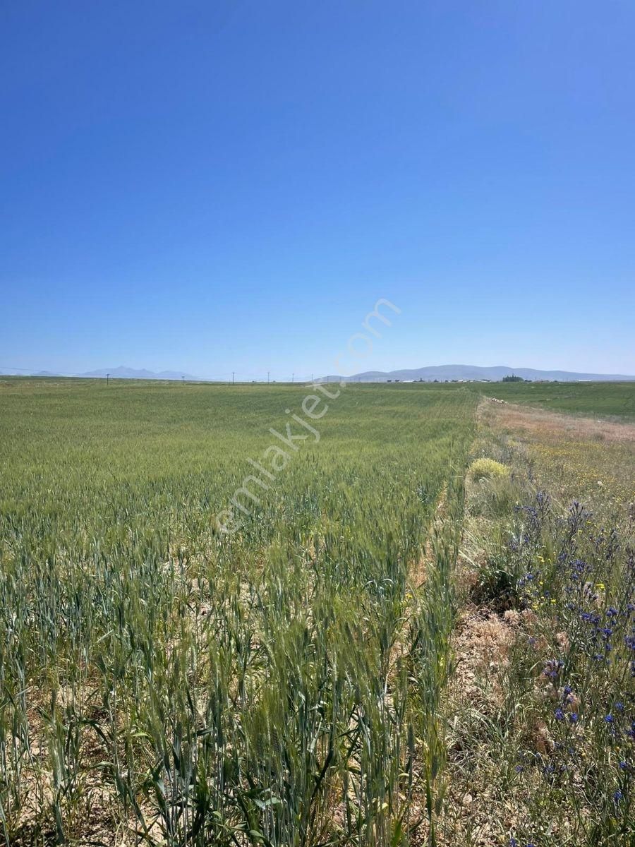 6.500 M2 Verimli Köye Ve Asfalta Çok Yakın Tarla... - Görsel 3
