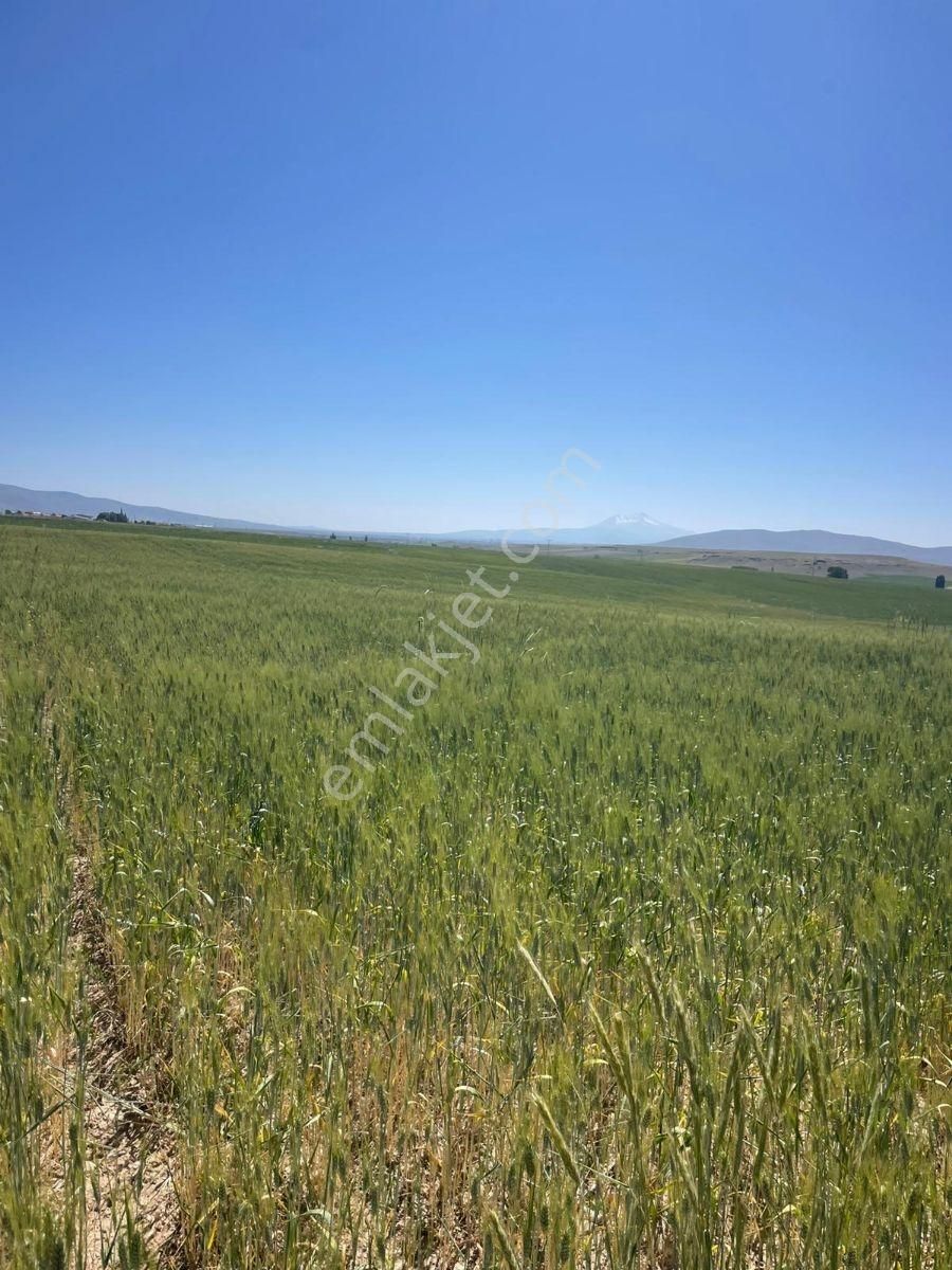 6.500 M2 Verimli Köye Ve Asfalta Çok Yakın Tarla... - Görsel 15