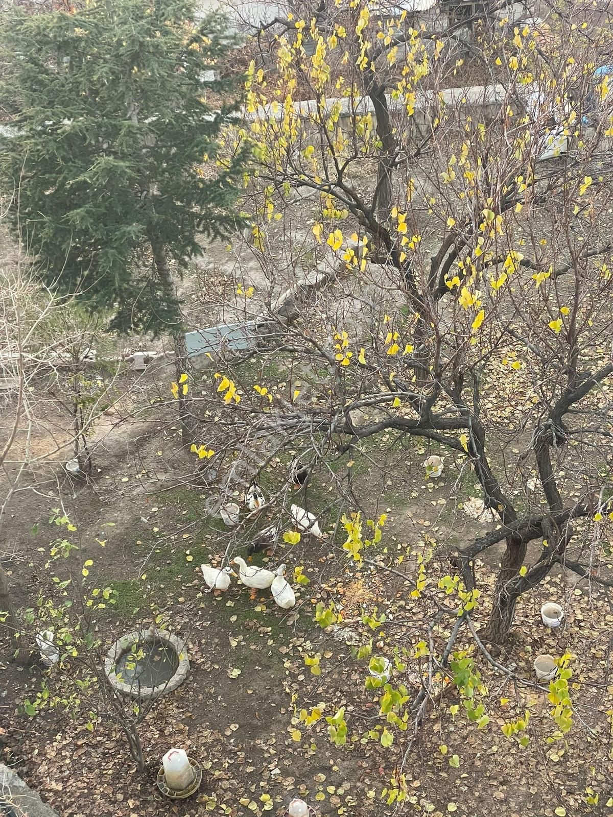 Riva Gayrimenkulden Mimarsinan Mh 3 Katlı Bahçeli Satılık Ev - Görsel 13