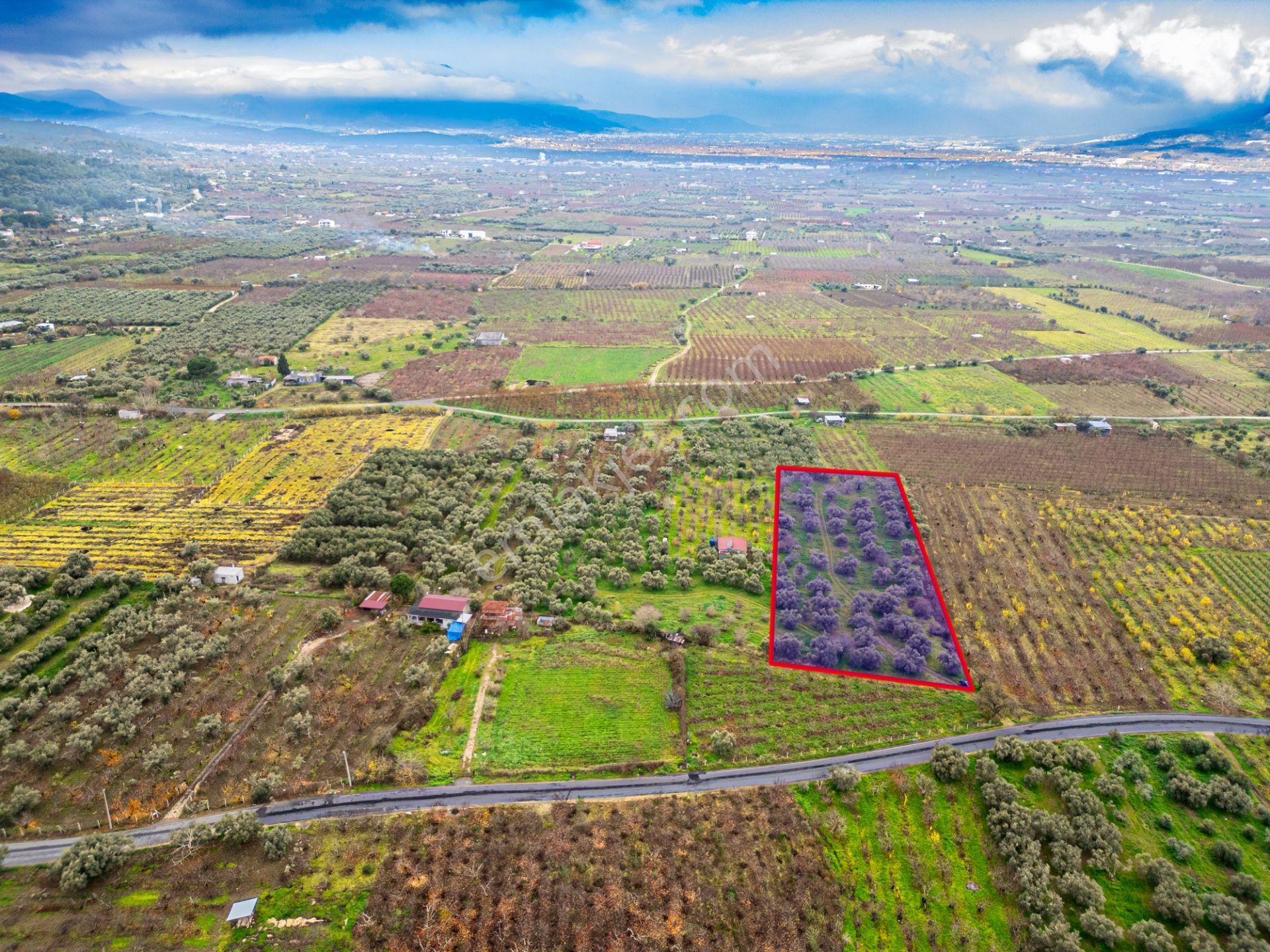 İzmir Kemalpaşa Ören’de Satılık 5.342 M² Zeytinli Bağ - Görsel 8