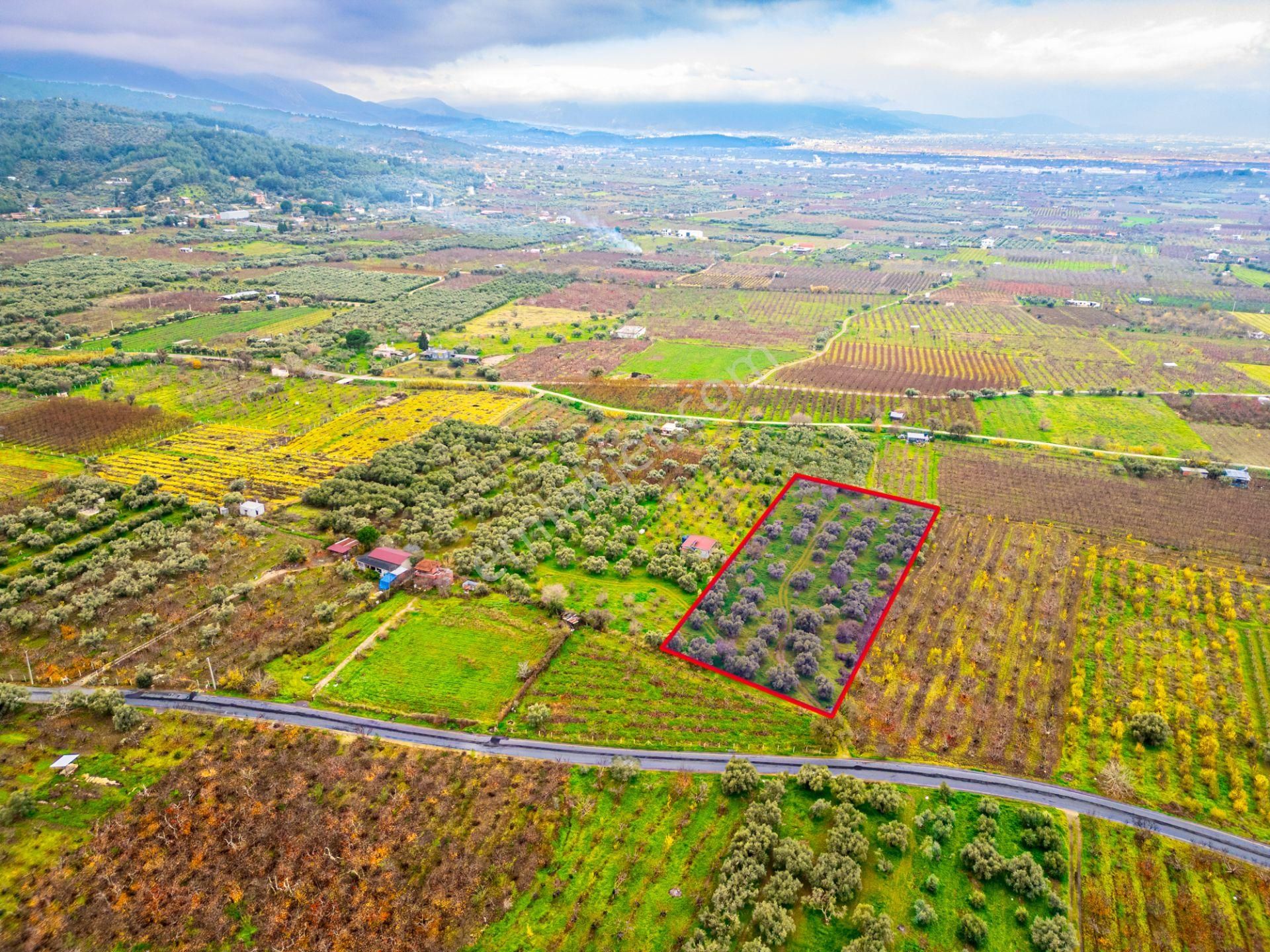 İzmir Kemalpaşa Ören’de Satılık 5.342 M² Zeytinli Bağ - Görsel 30