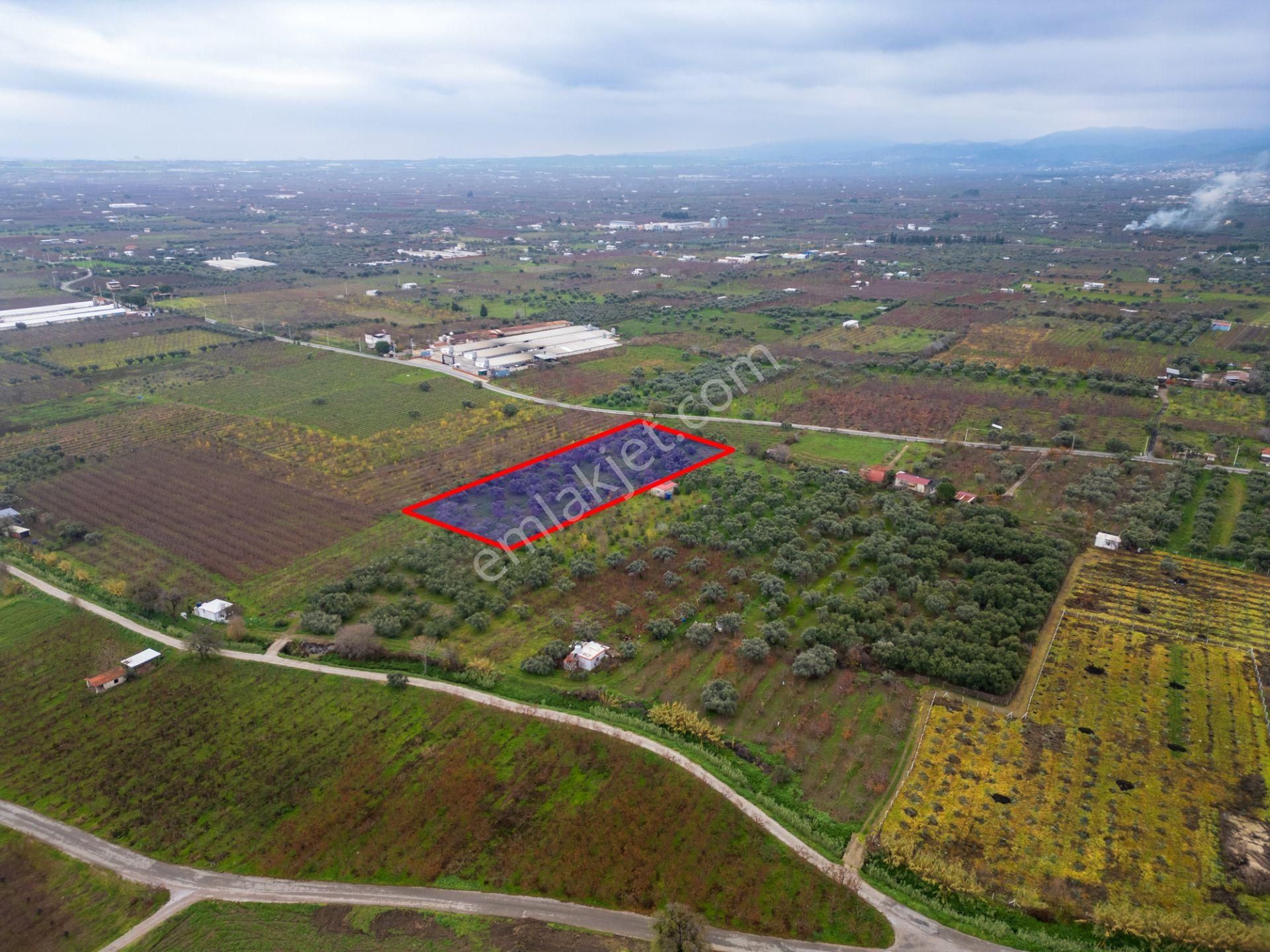 İzmir Kemalpaşa Ören’de Satılık 5.342 M² Zeytinli Bağ - Görsel 14