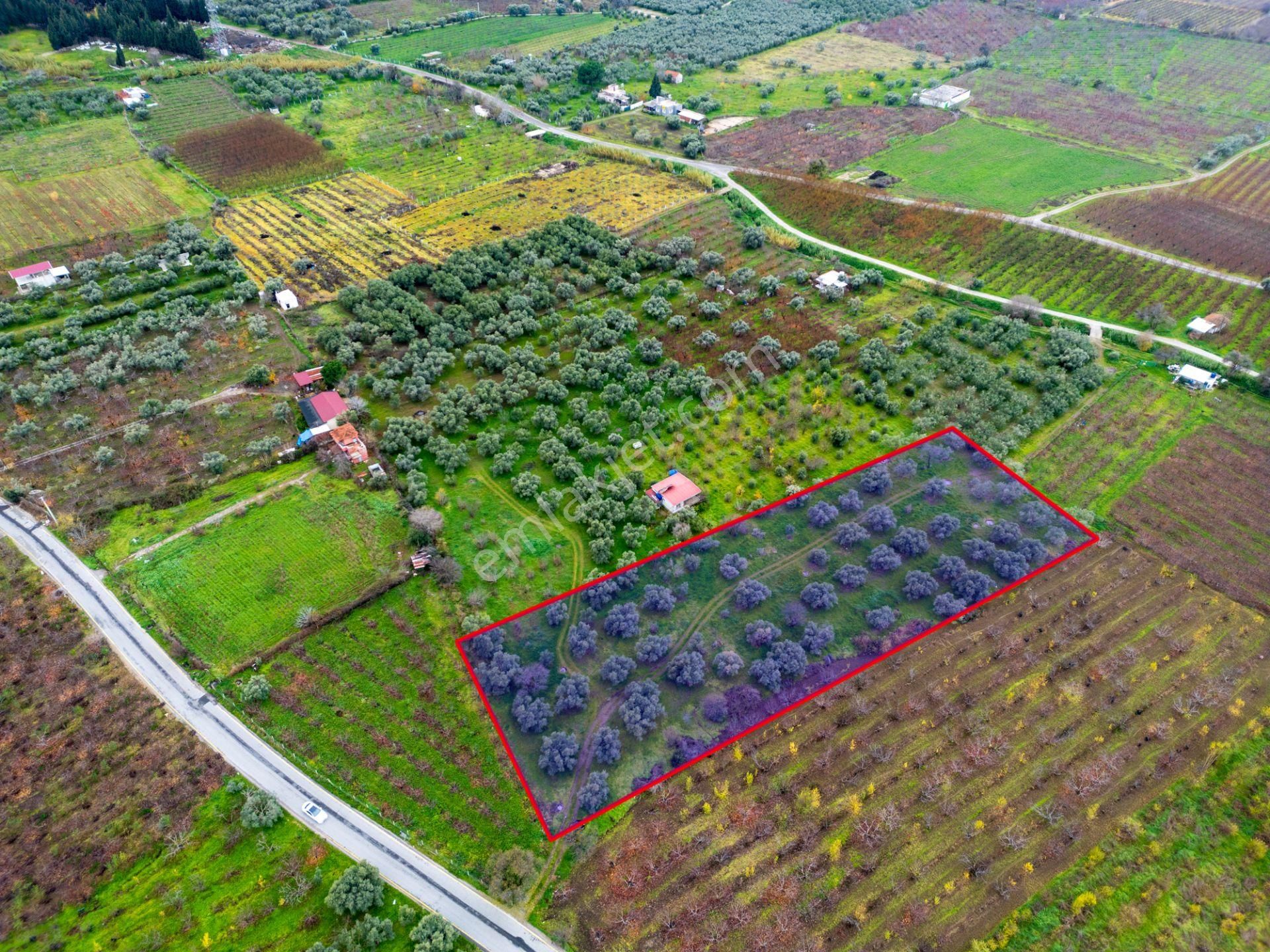 İzmir Kemalpaşa Ören’de Satılık 5.342 M² Zeytinli Bağ - Görsel 21
