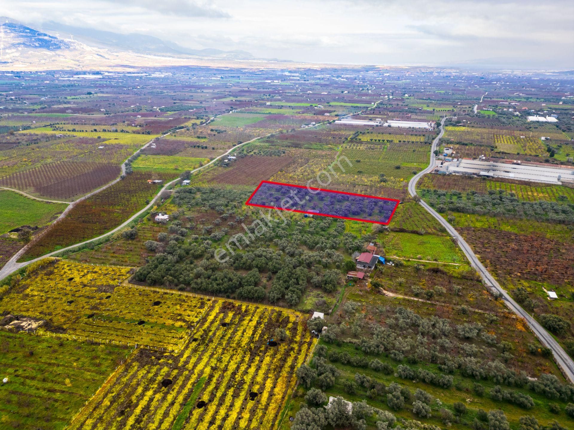 İzmir Kemalpaşa Ören’de Satılık 5.342 M² Zeytinli Bağ - Görsel 11