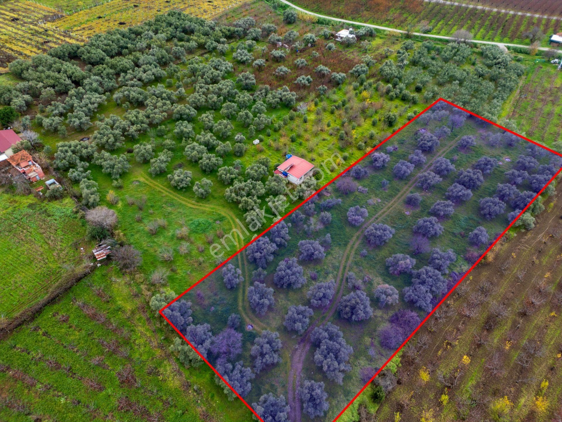 İzmir Kemalpaşa Ören’de Satılık 5.342 M² Zeytinli Bağ - Görsel 23