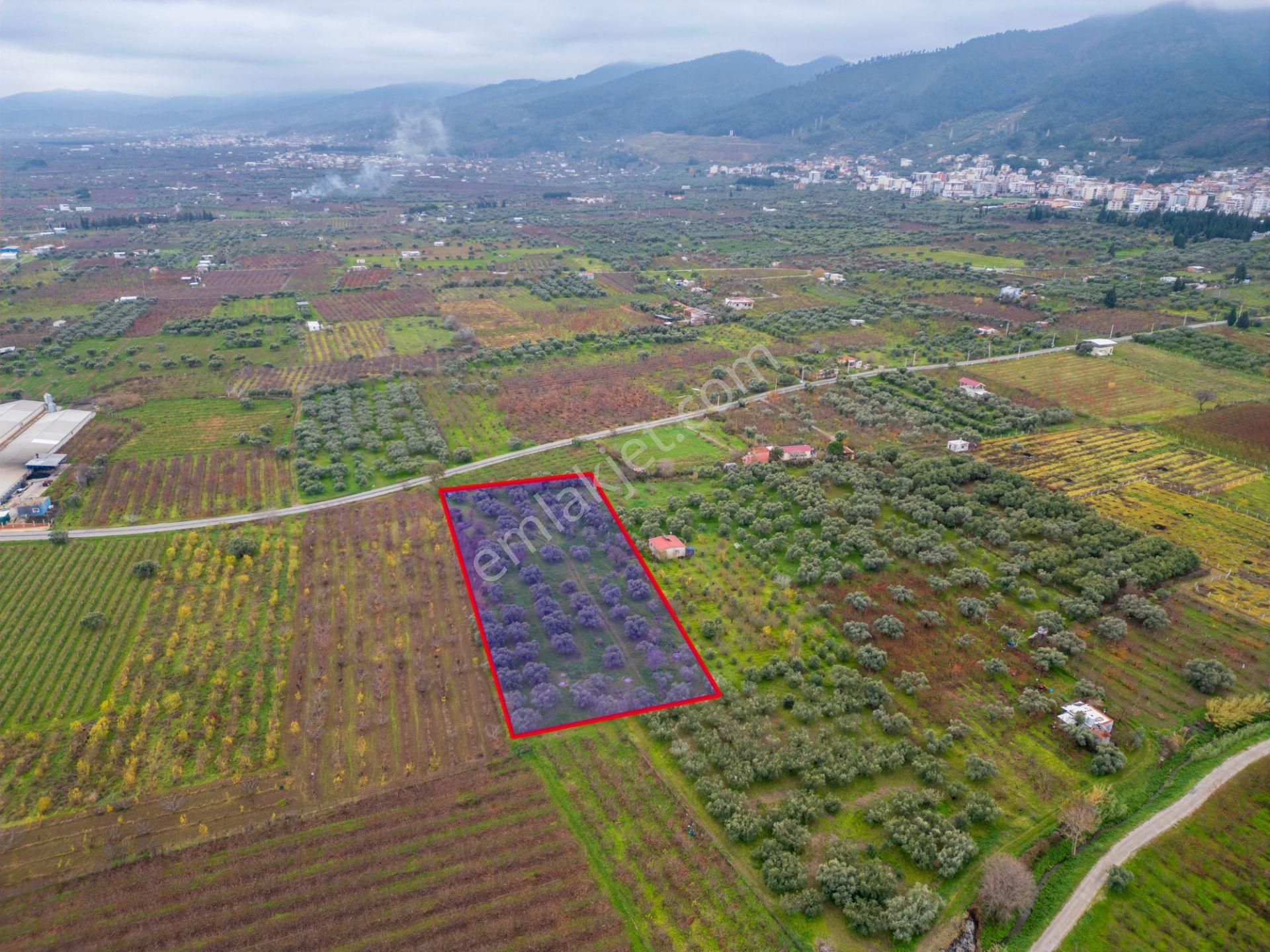 İzmir Kemalpaşa Ören’de Satılık 5.342 M² Zeytinli Bağ - Görsel 16