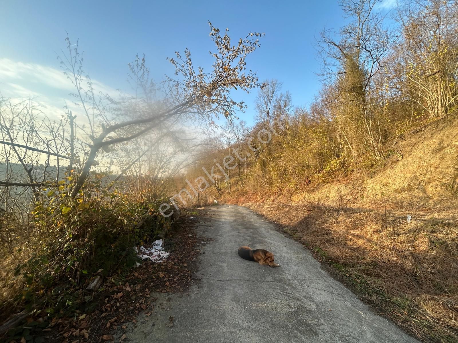 Premar White Gayrimenkul Sürmene Y.çavuşlu Mah. Satılık Arazi - Görsel 15
