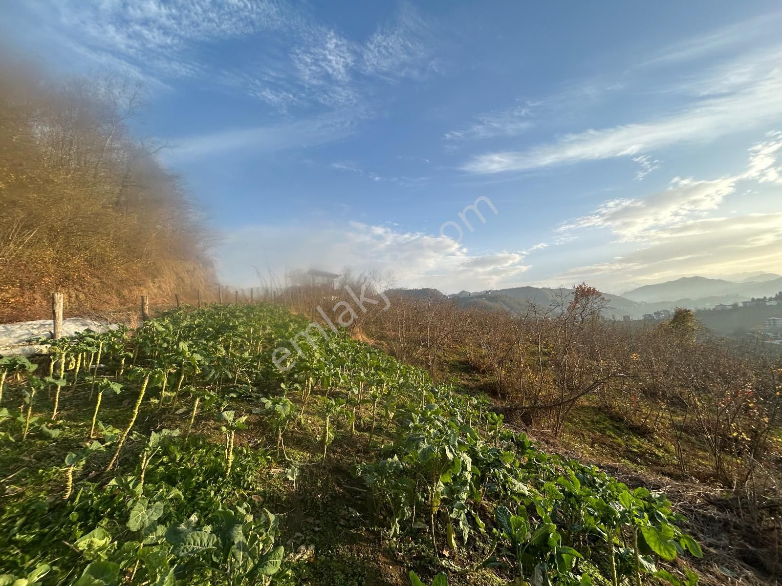 Premar White Gayrimenkul Sürmene Y.çavuşlu Mah. Satılık Arazi - Görsel 16