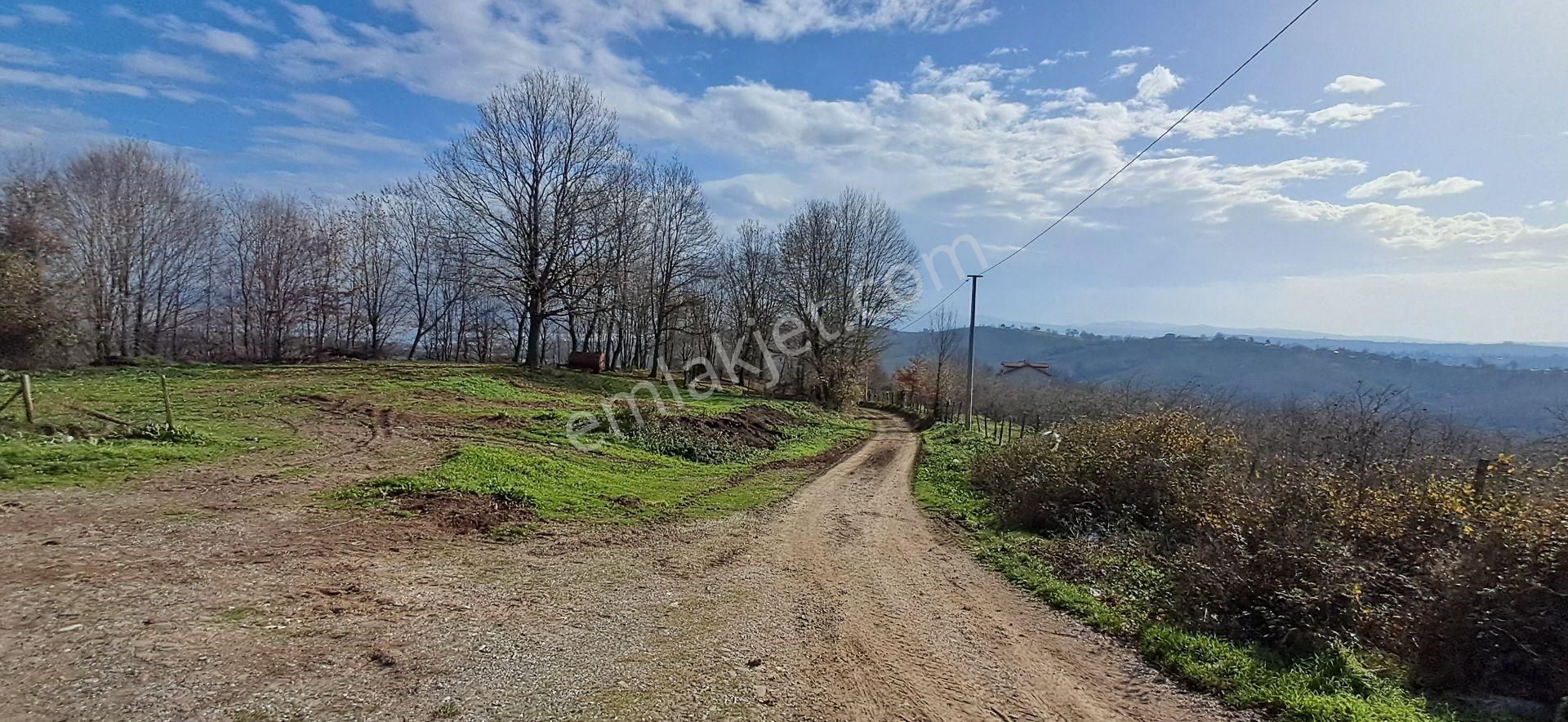 Re/max Mavi Fatih Çelebi'den Bakırlı'da Akgöl Manzaralı Fındıklık - Görsel 3