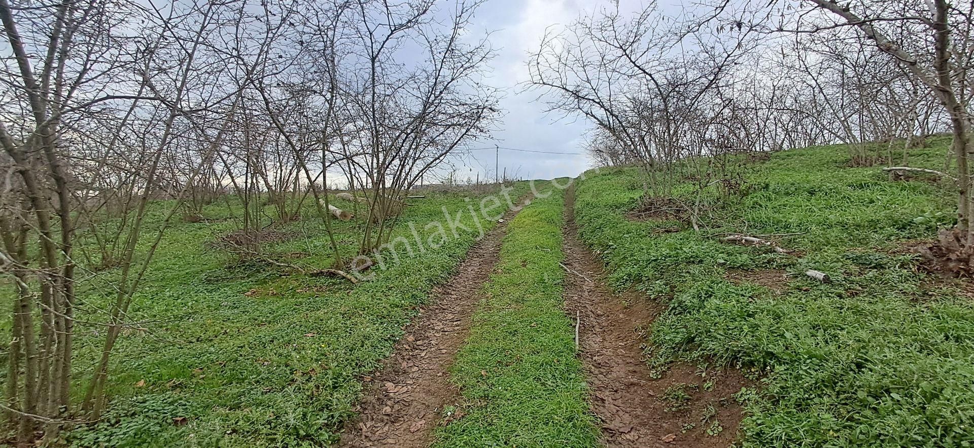 Re/max Mavi Fatih Çelebi'den Bakırlı'da Akgöl Manzaralı Fındıklık - Görsel 6