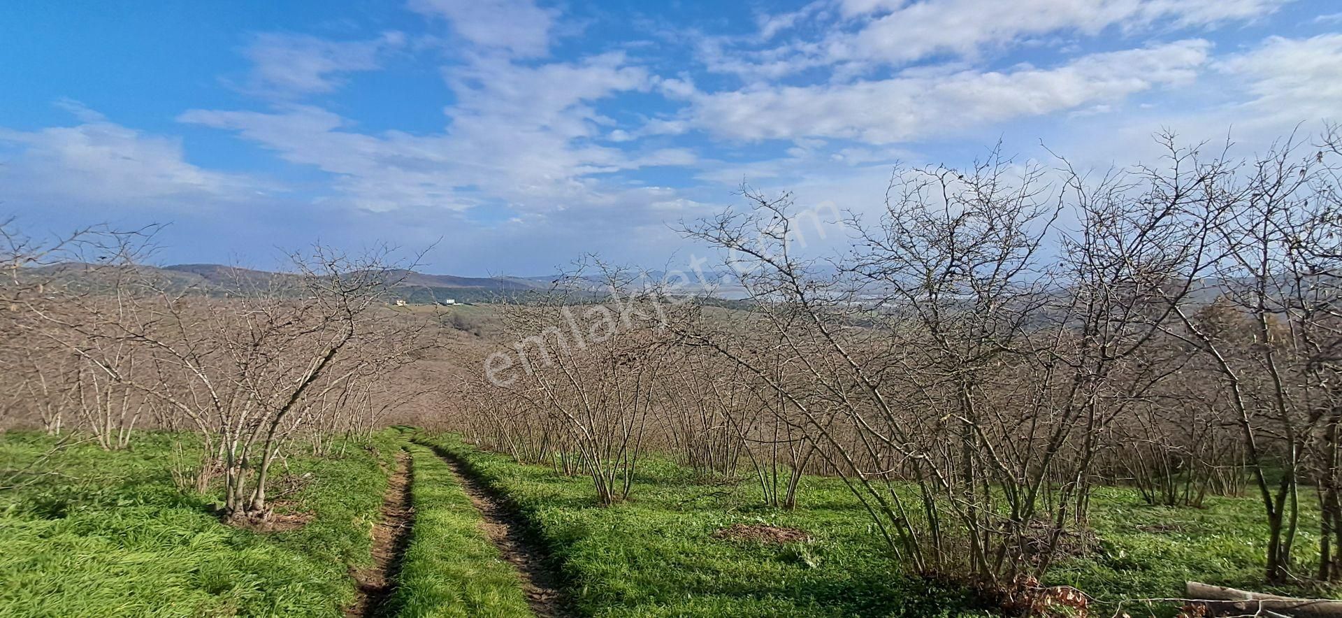 Re/max Mavi Fatih Çelebi'den Bakırlı'da Akgöl Manzaralı Fındıklık - Görsel 12