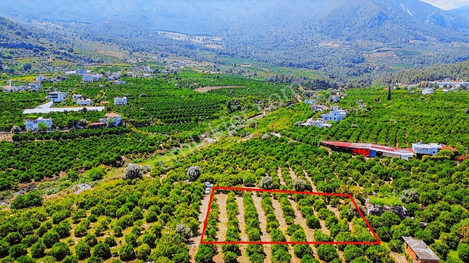 Ertuğrul'dan Rızai Taksimli 2.250 M2 Satılık Bahçe - Görsel 6