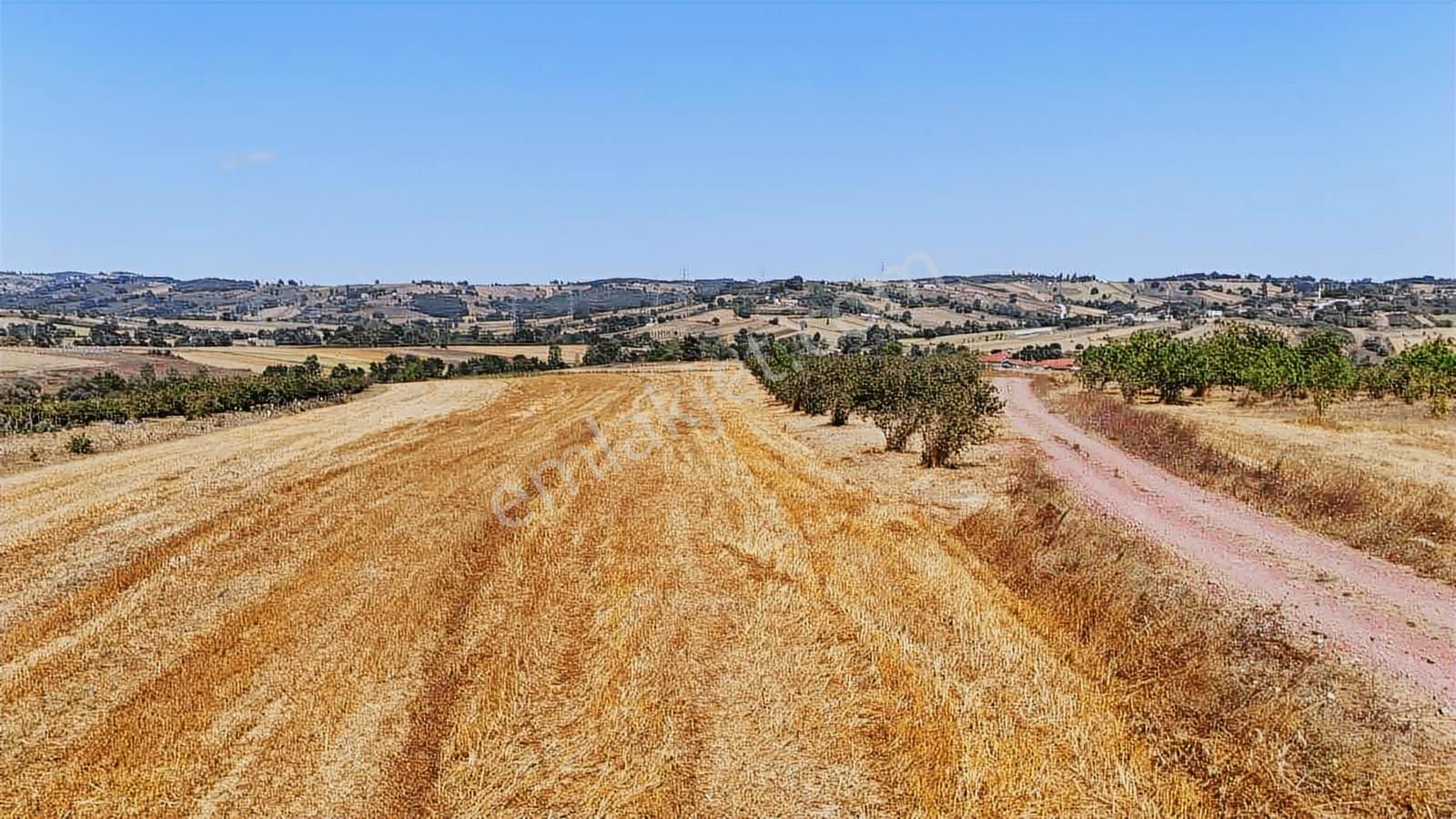Kandıra Da Ev Yapmaya Ve Çiftlik Yapmaya Uygun Fırsat Arazi - Görsel 8