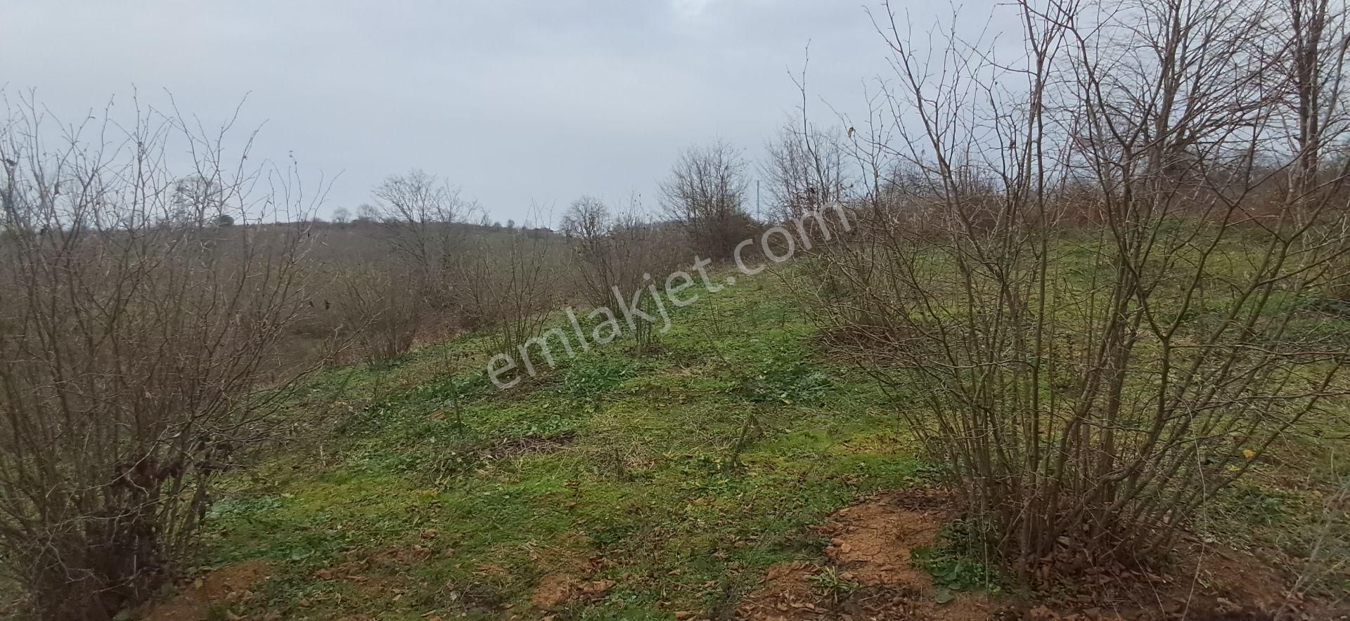 Re/max Mavı Fatıh Çelebı'den Karasu Resuller'de Fındık Bahçesı - Görsel 14