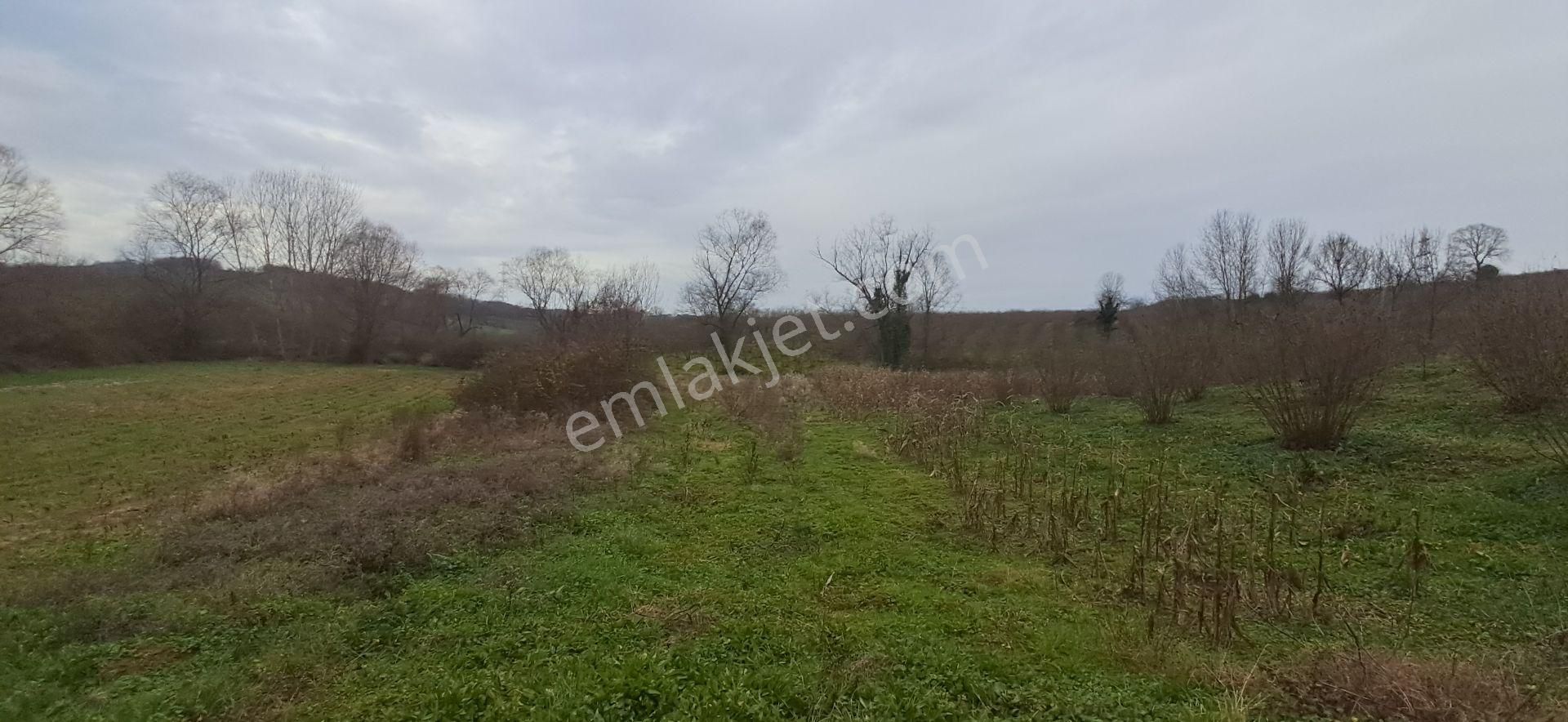 Re/max Mavı Fatıh Çelebı'den Karasu Resuller'de Fındık Bahçesı - Görsel 13