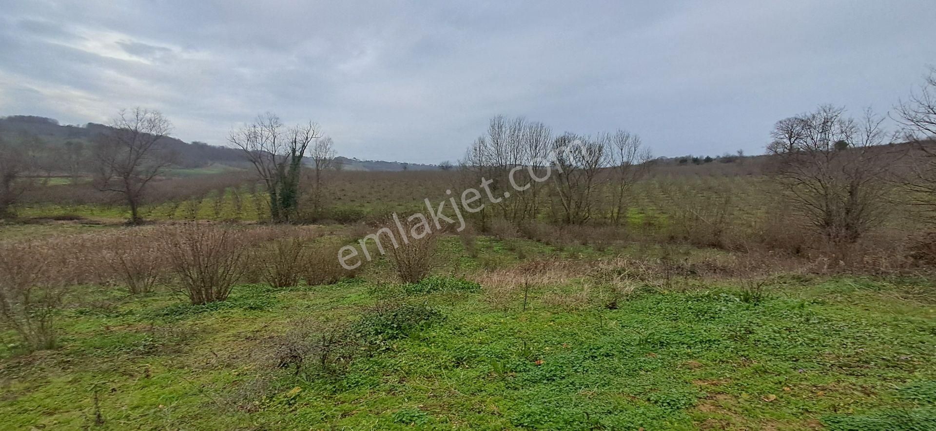 Re/max Mavı Fatıh Çelebı'den Karasu Resuller'de Fındık Bahçesı - Görsel 10