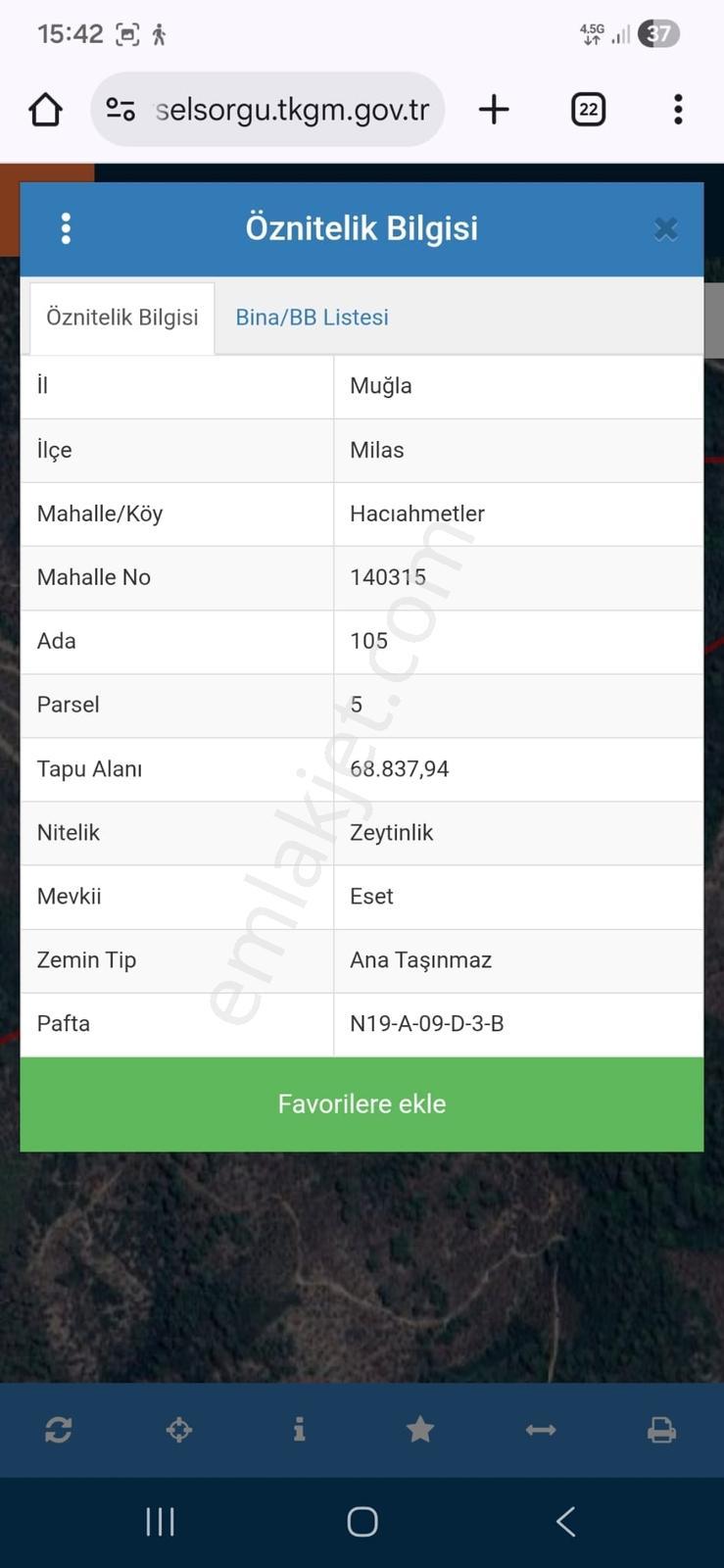 Muğla Milas Hacıahmetlerde 70 Dönüm Satılık Zeytinlik - Görsel 2