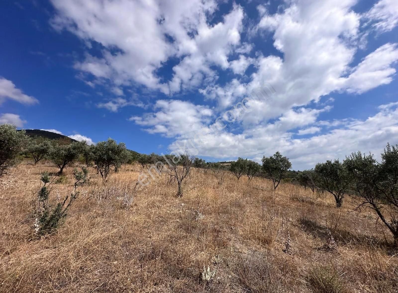 İznik Kaynarca 30 Dönüm Uygun Fiyata Zeytinlik - Görsel 16