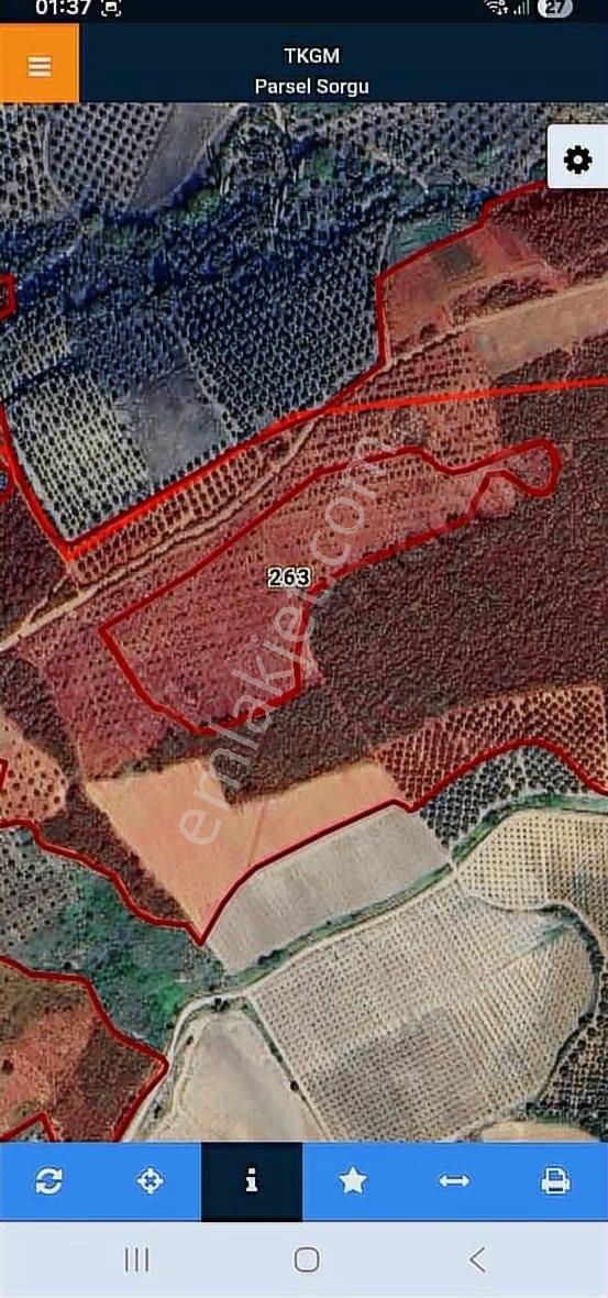 İznik Kaynarca 30 Dönüm Uygun Fiyata Zeytinlik - Görsel 14