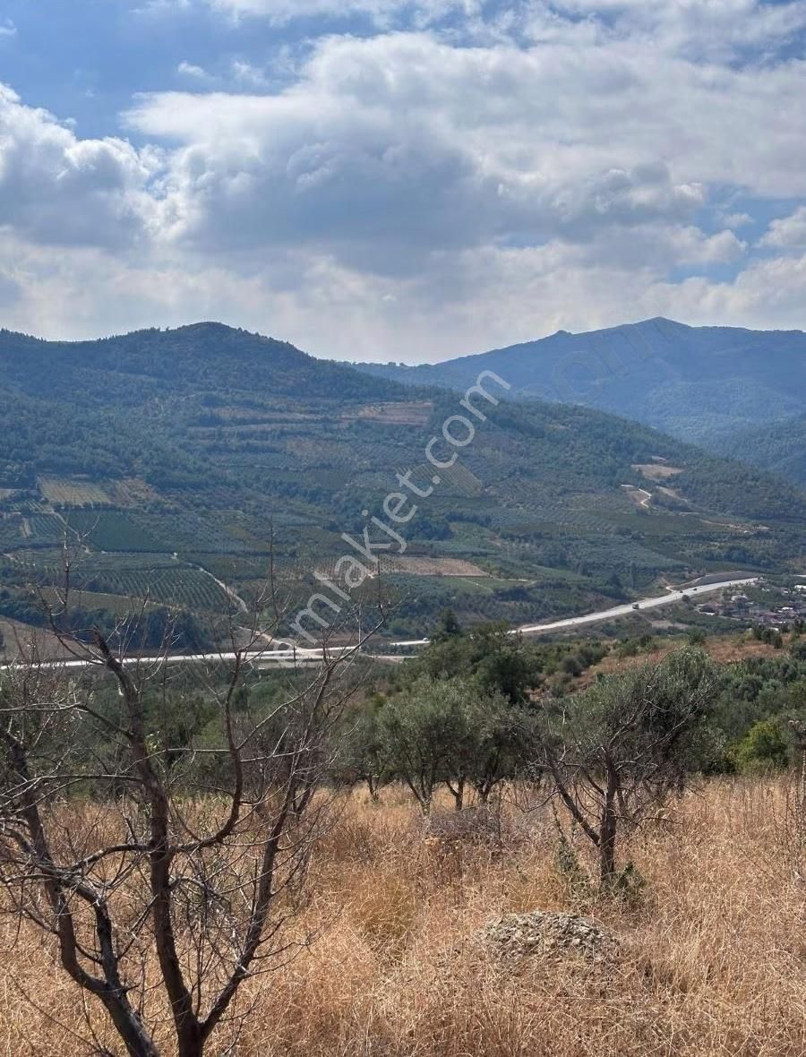 İznik Kaynarca 30 Dönüm Uygun Fiyata Zeytinlik - Görsel 5