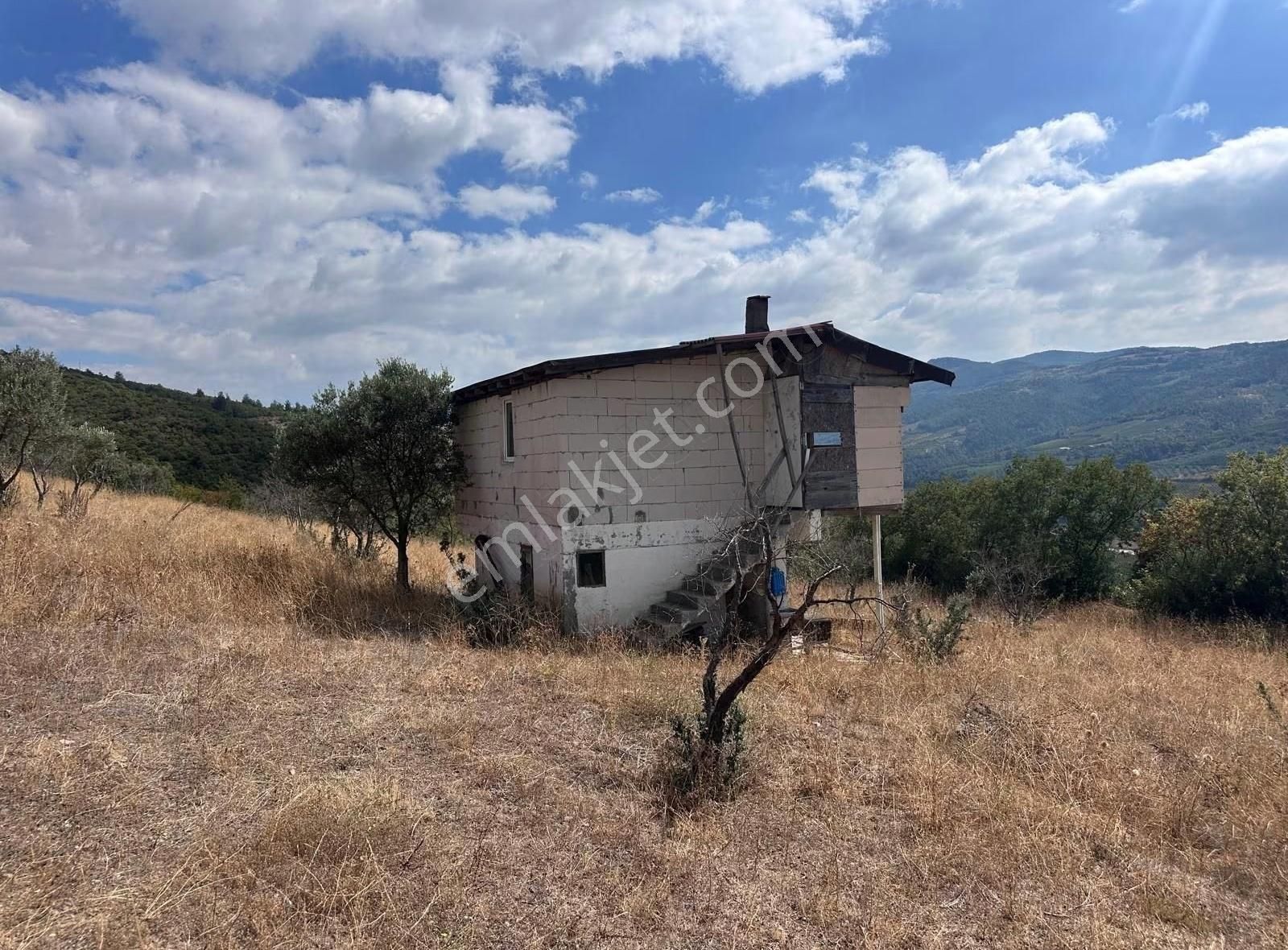 İznik Kaynarca 30 Dönüm Uygun Fiyata Zeytinlik - Görsel 8