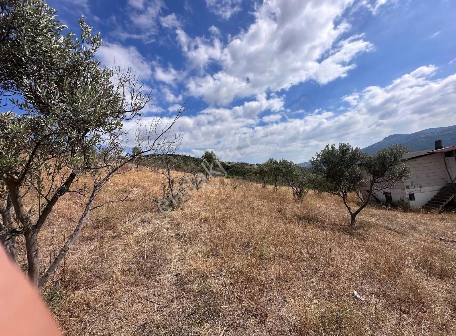 İznik Kaynarca 30 Dönüm Uygun Fiyata Zeytinlik - Görsel 4