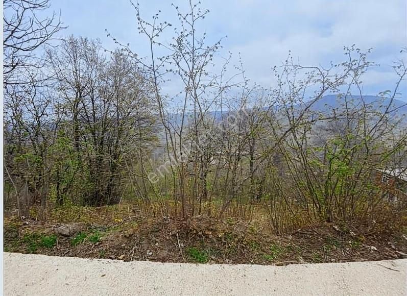 Ordu Aybastı Alacalar Merkez Fındık Bahçesi - Görsel 2