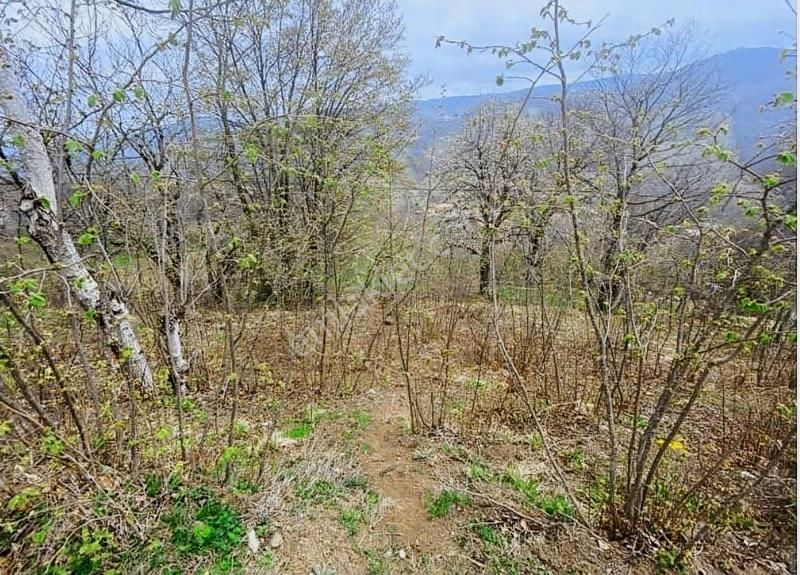 Ordu Aybastı Alacalar Merkez Fındık Bahçesi