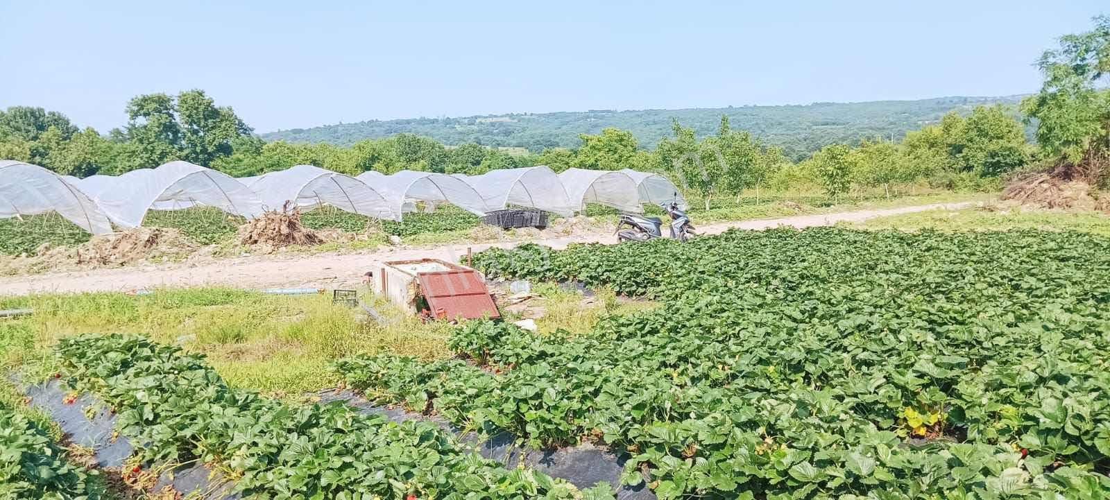 Bera Gayrimenkul'den Sıcak Suya Yakın Satılık Fırsat Tarla - Görsel 4