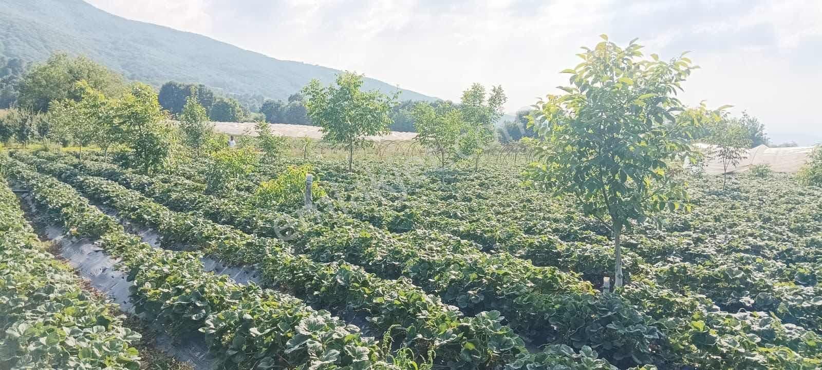 Bera Gayrimenkul'den Sıcak Suya Yakın Satılık Fırsat Tarla - Görsel 9