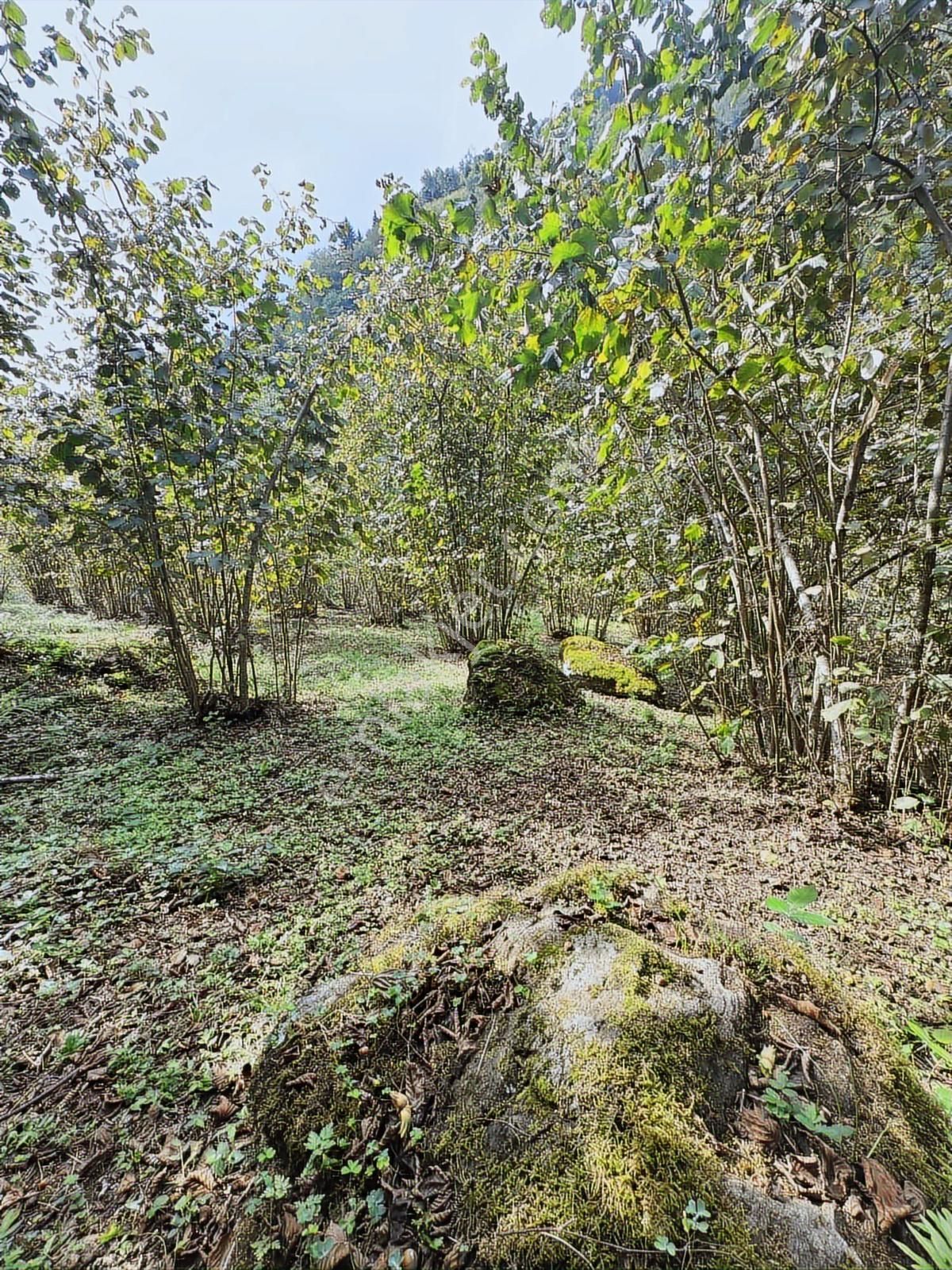 Trabzon Yomrada Fırsat Dere Kenarı Arazi - Görsel 33