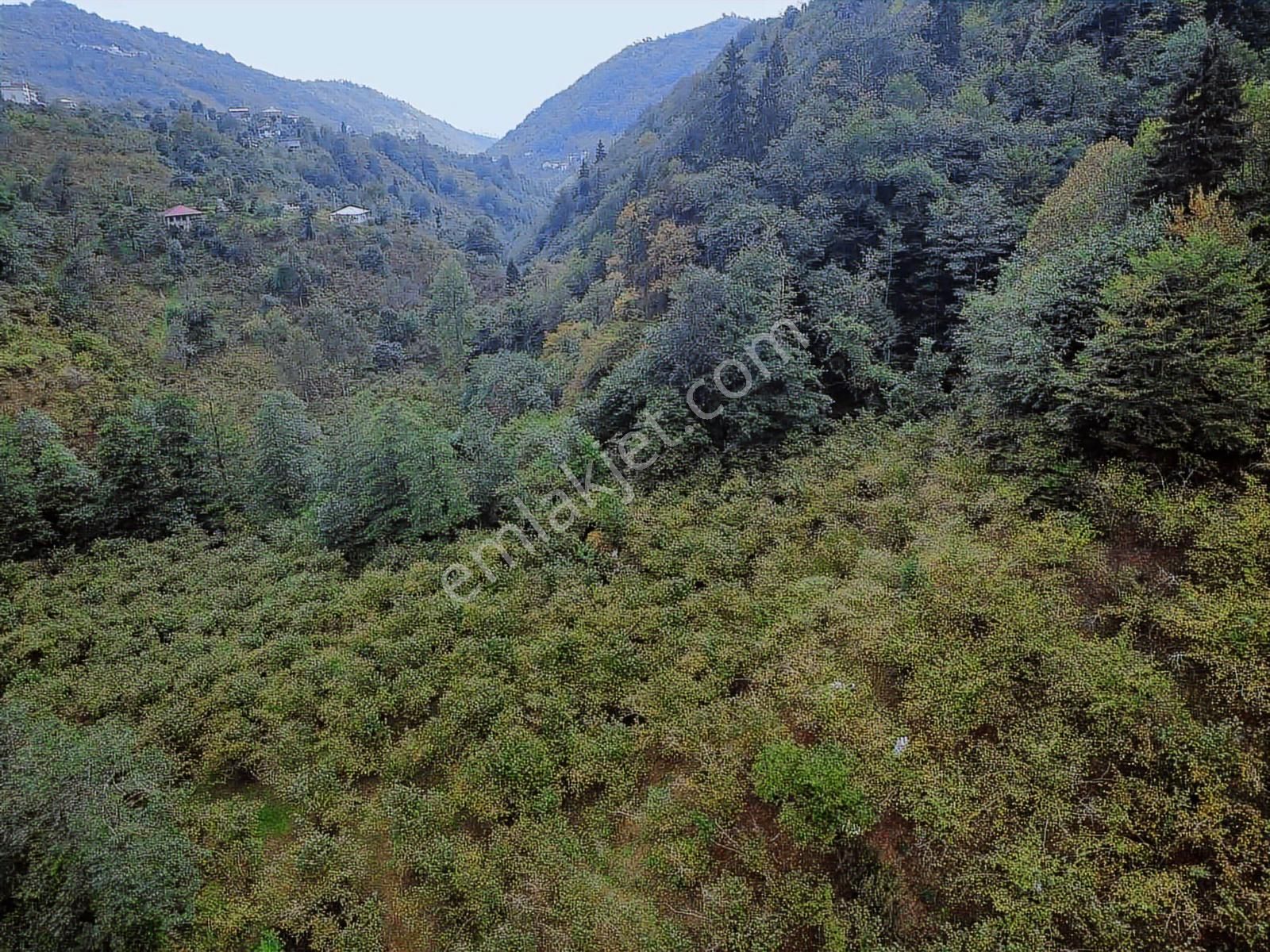 Trabzon Yomrada Fırsat Dere Kenarı Arazi - Görsel 32