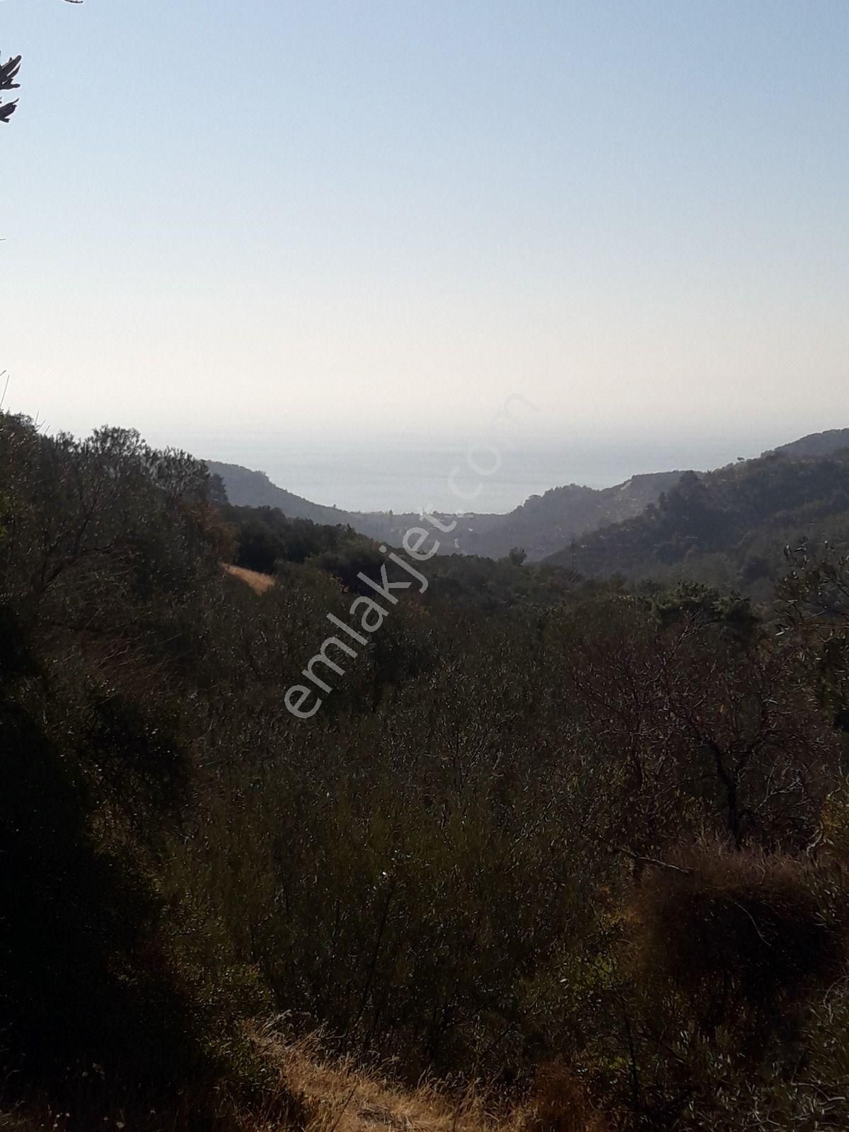 Çanakkale Ayvacıkta Satılık Zeytinlik - Görsel 21