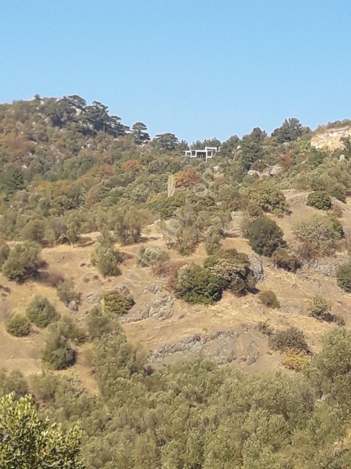 Çanakkale Ayvacıkta Satılık Zeytinlik - Görsel 32