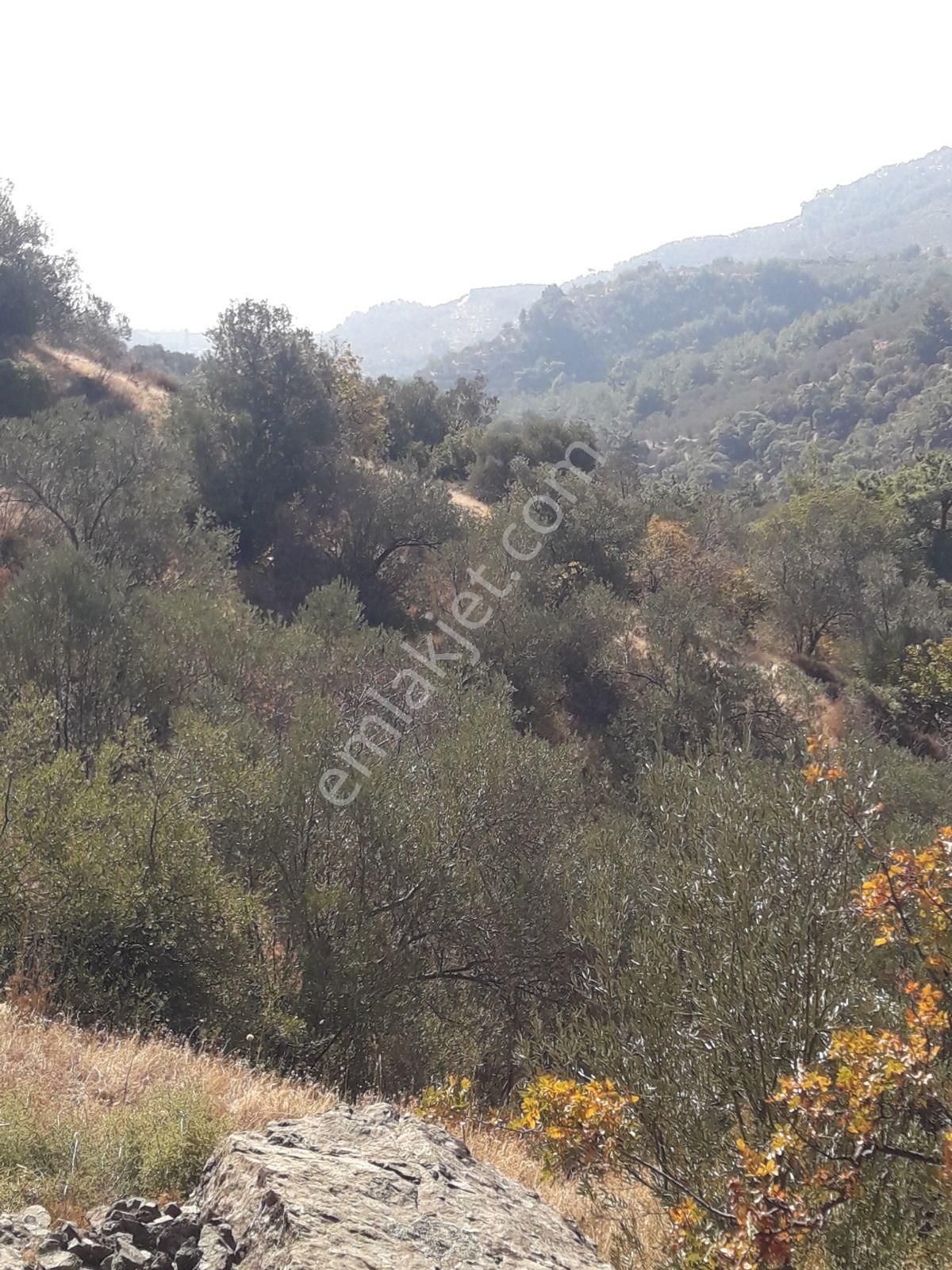 Çanakkale Ayvacıkta Satılık Zeytinlik - Görsel 27