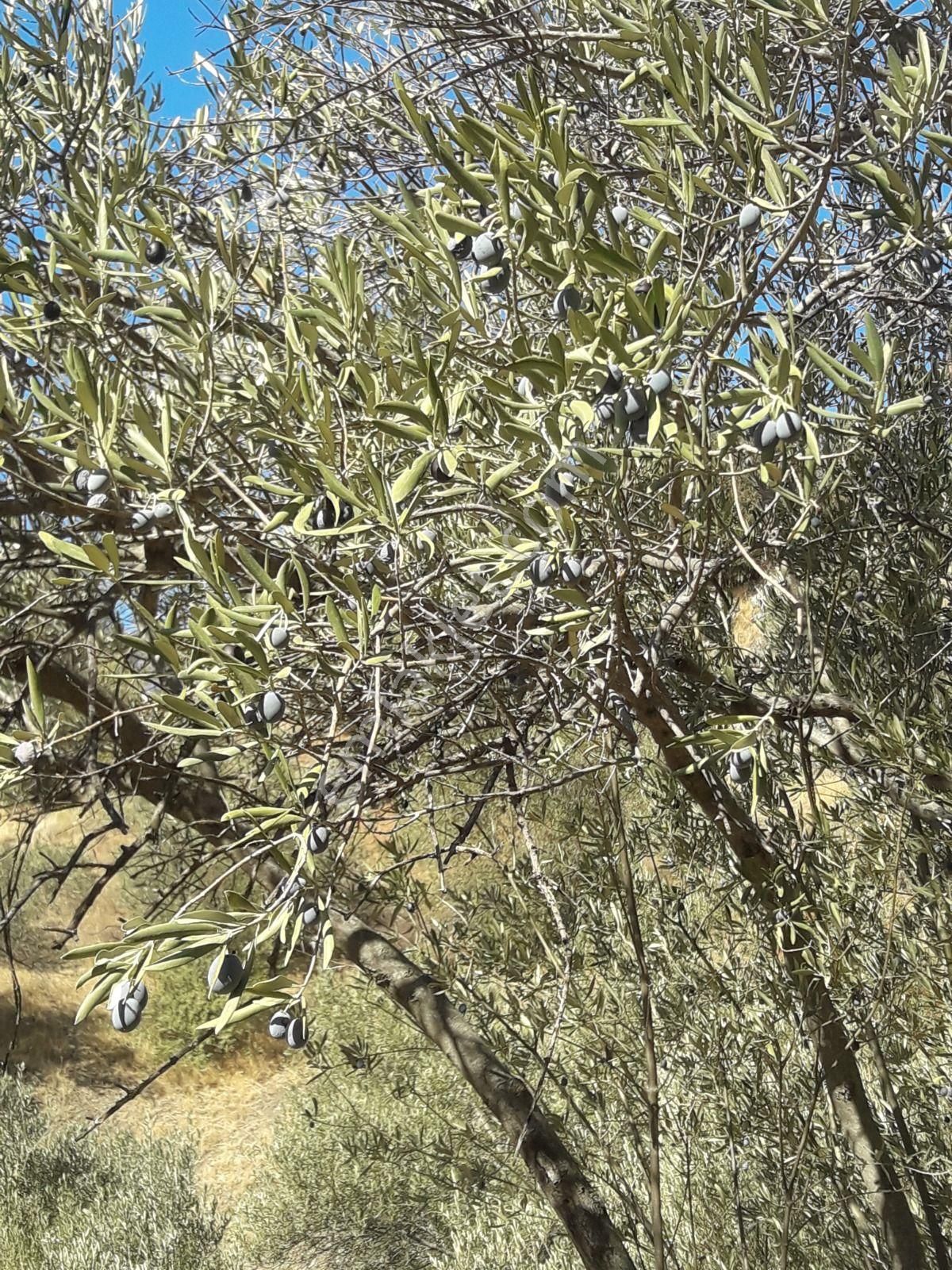 Çanakkale Ayvacıkta Satılık Zeytinlik - Görsel 4