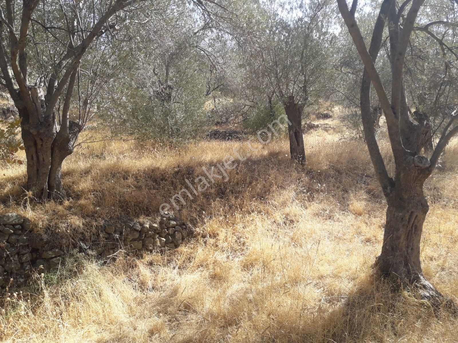 Çanakkale Ayvacıkta Satılık Zeytinlik - Görsel 18