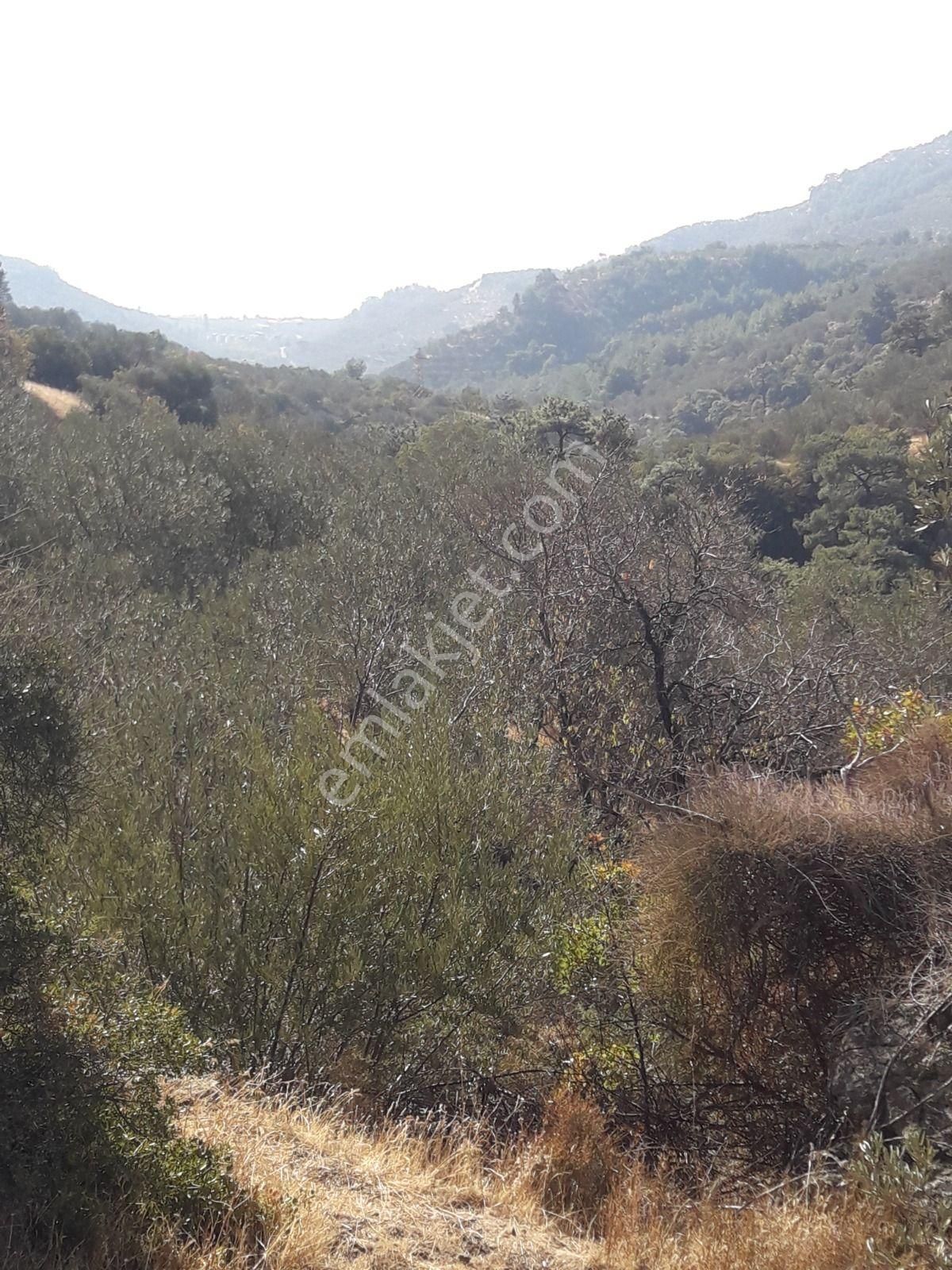 Çanakkale Ayvacıkta Satılık Zeytinlik - Görsel 22