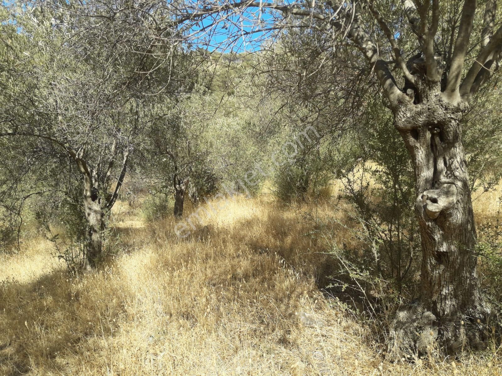 Çanakkale Ayvacıkta Satılık Zeytinlik - Görsel 30