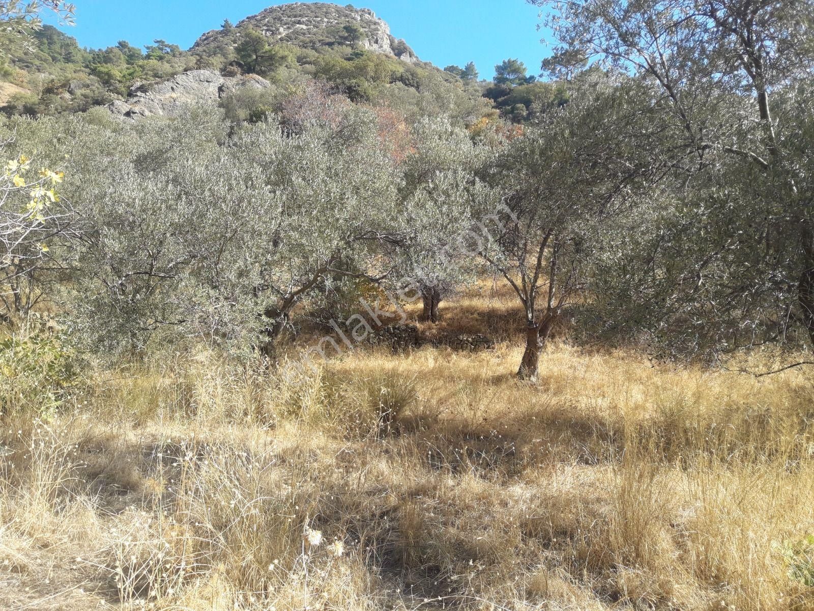 Çanakkale Ayvacıkta Satılık Zeytinlik - Görsel 17