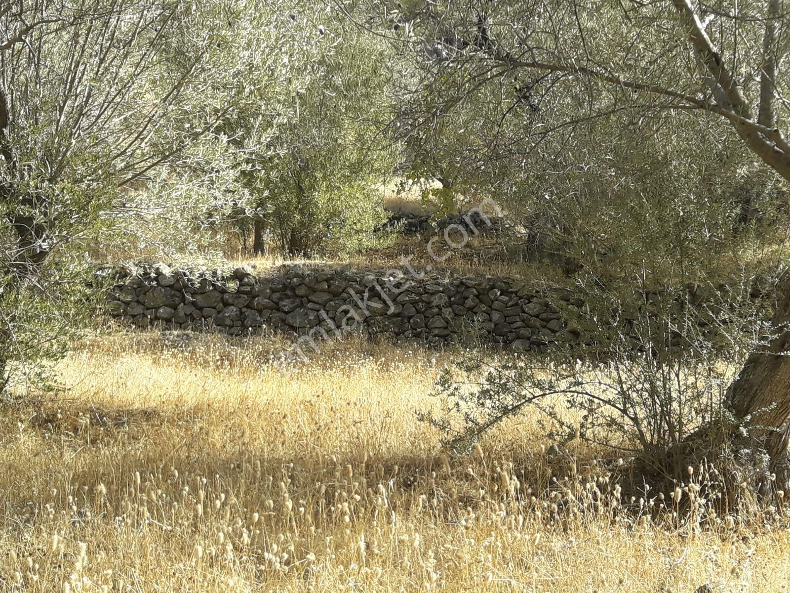 Çanakkale Ayvacıkta Satılık Zeytinlik - Görsel 8