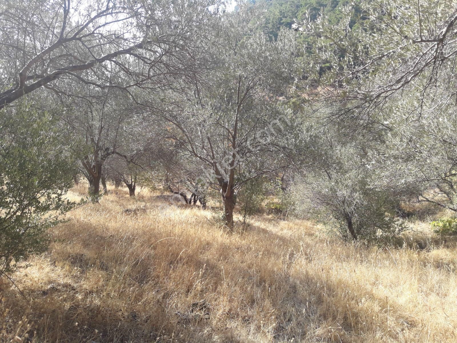 Çanakkale Ayvacıkta Satılık Zeytinlik - Görsel 29