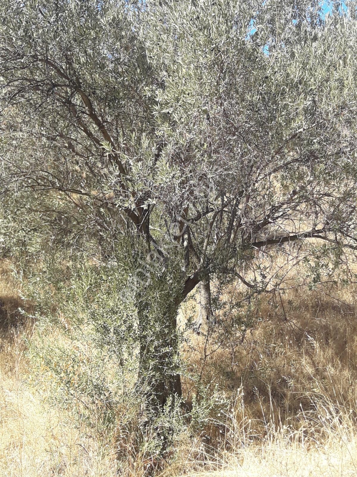 Çanakkale Ayvacıkta Satılık Zeytinlik - Görsel 14