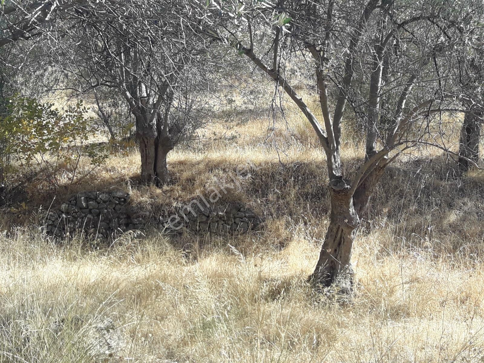Çanakkale Ayvacıkta Satılık Zeytinlik - Görsel 7