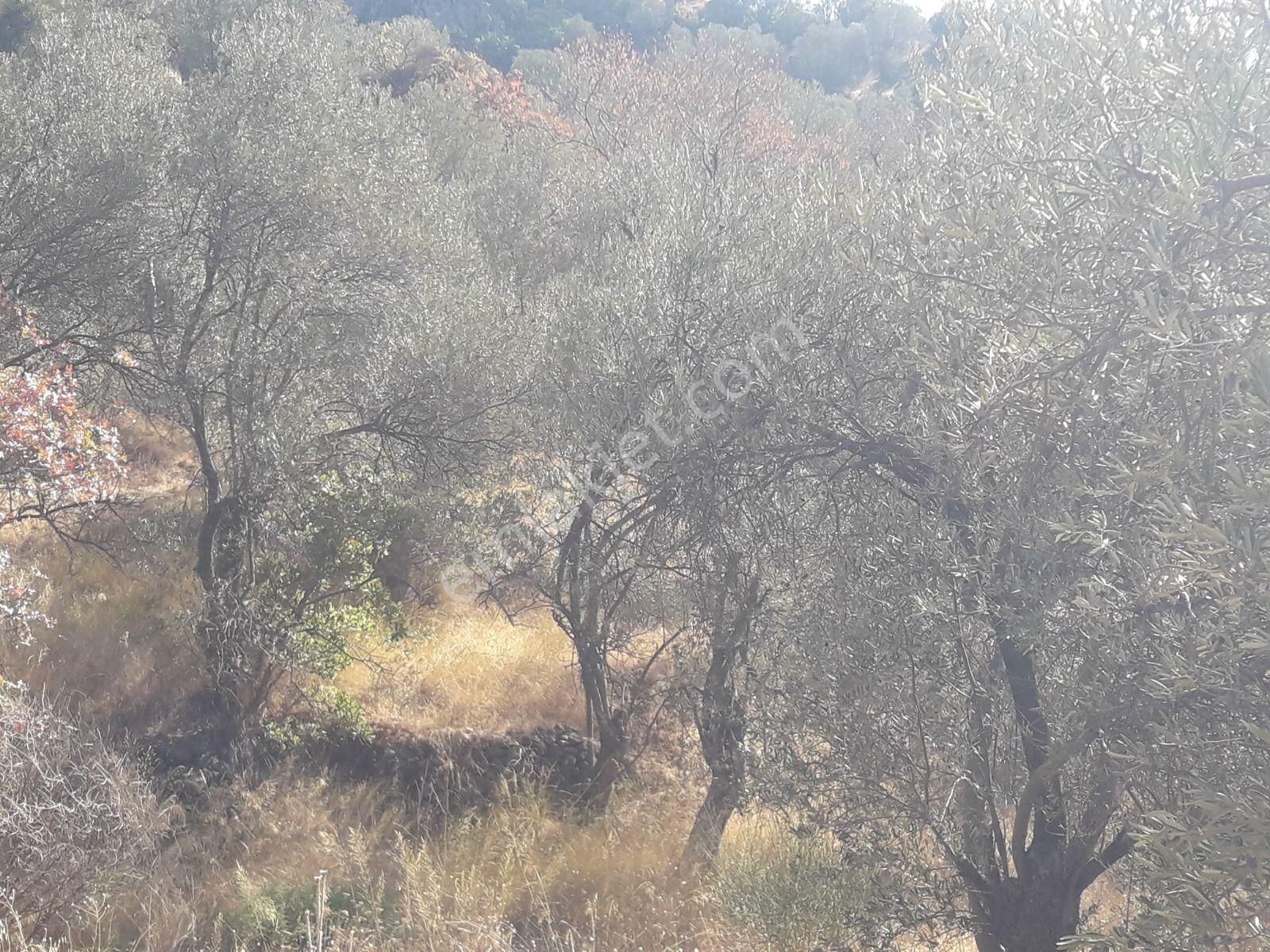 Çanakkale Ayvacıkta Satılık Zeytinlik