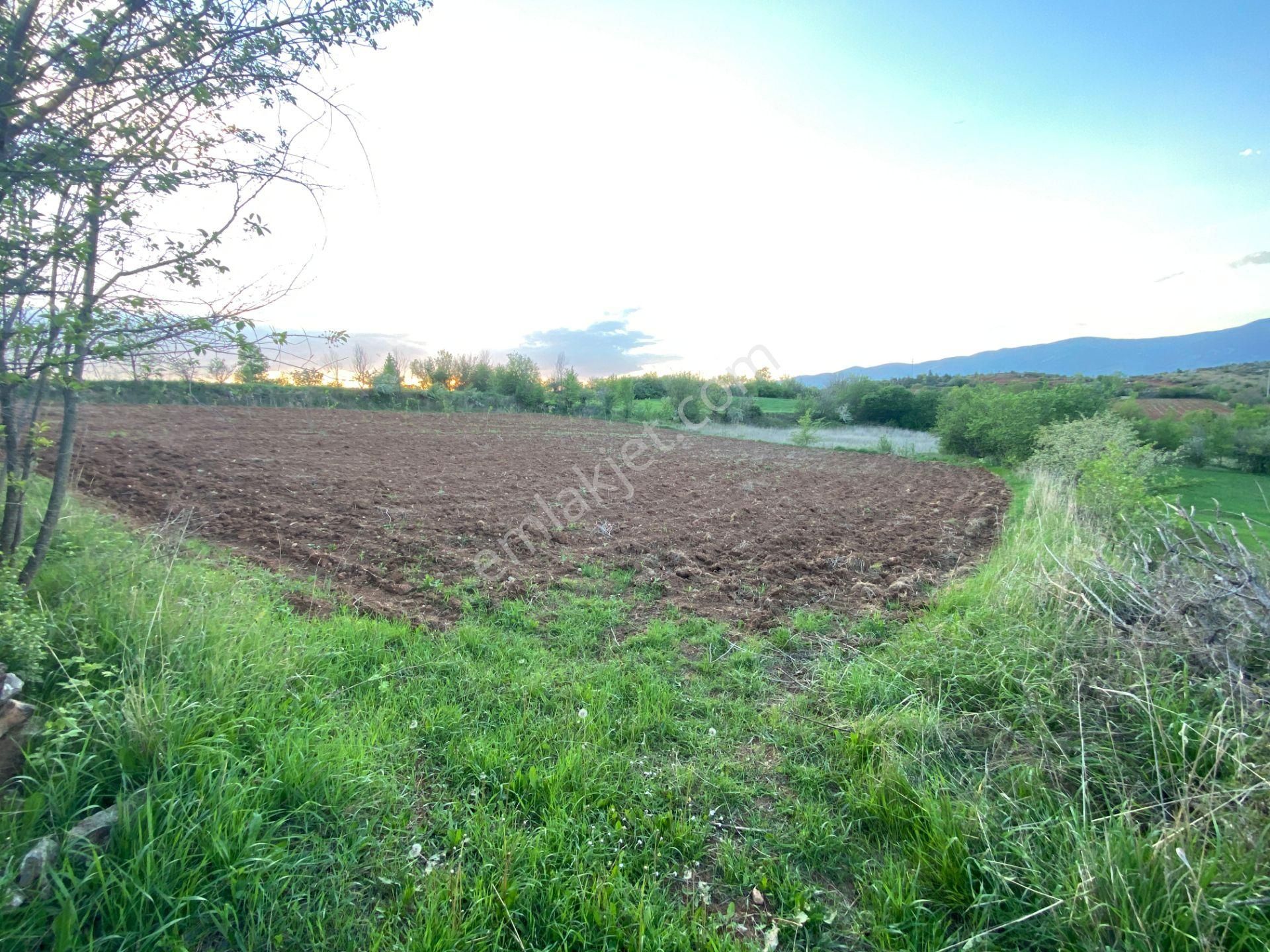 Yankı'dan Pazar Erkilet Mh. De Suyu Olan 3.567m2 Bahçeli Bağ Evi - Görsel 6