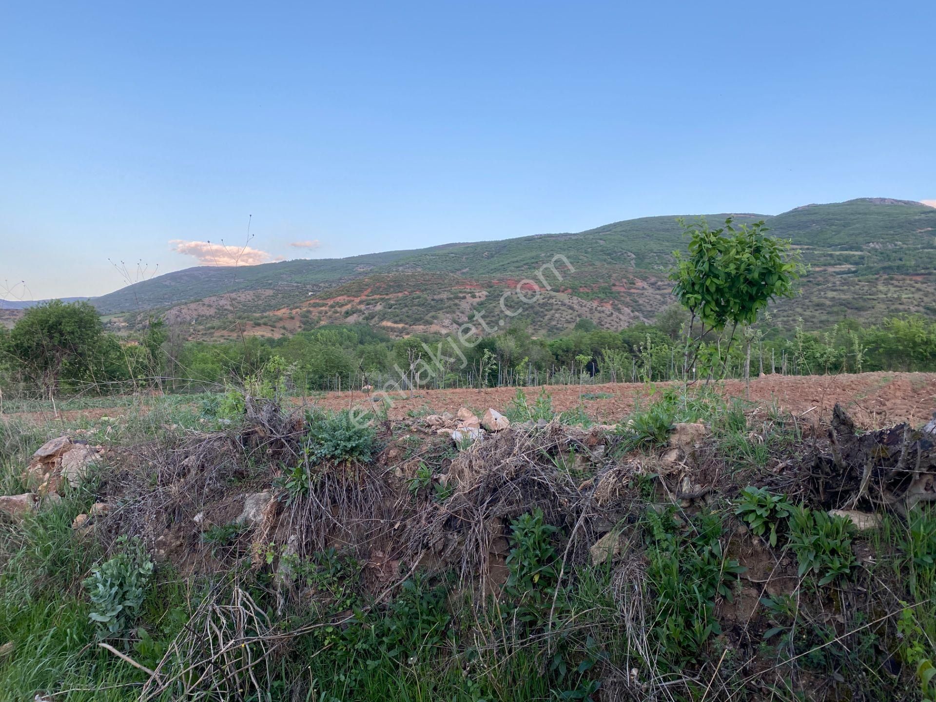 Yankı'dan Pazar Erkilet Mh. De Suyu Olan 3.567m2 Bahçeli Bağ Evi - Görsel 13