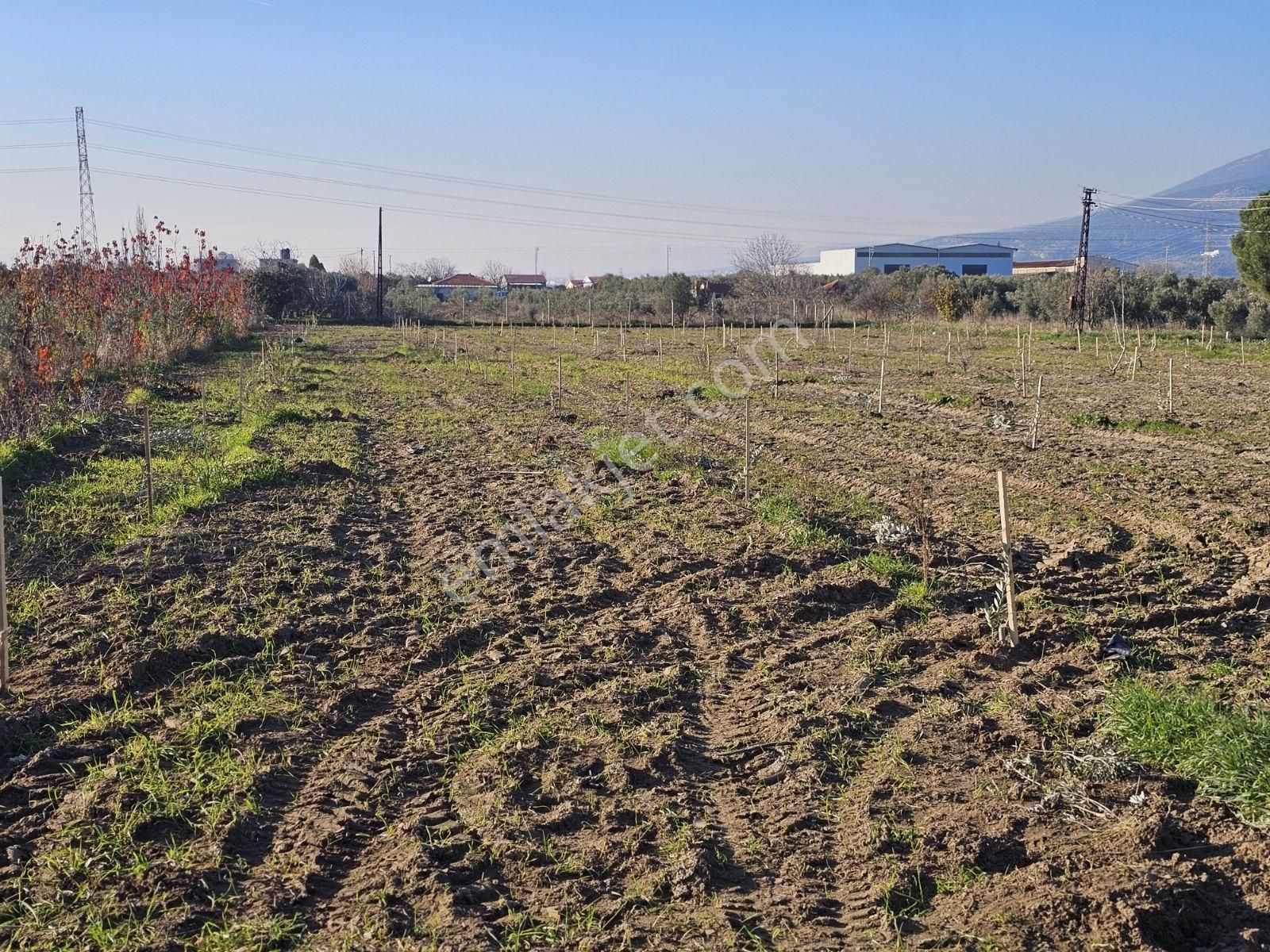 Kemalpaşa Armutluda Satılık Tarla 3kişide Ayrı Ayrı Tapu Alabilr - Görsel 5