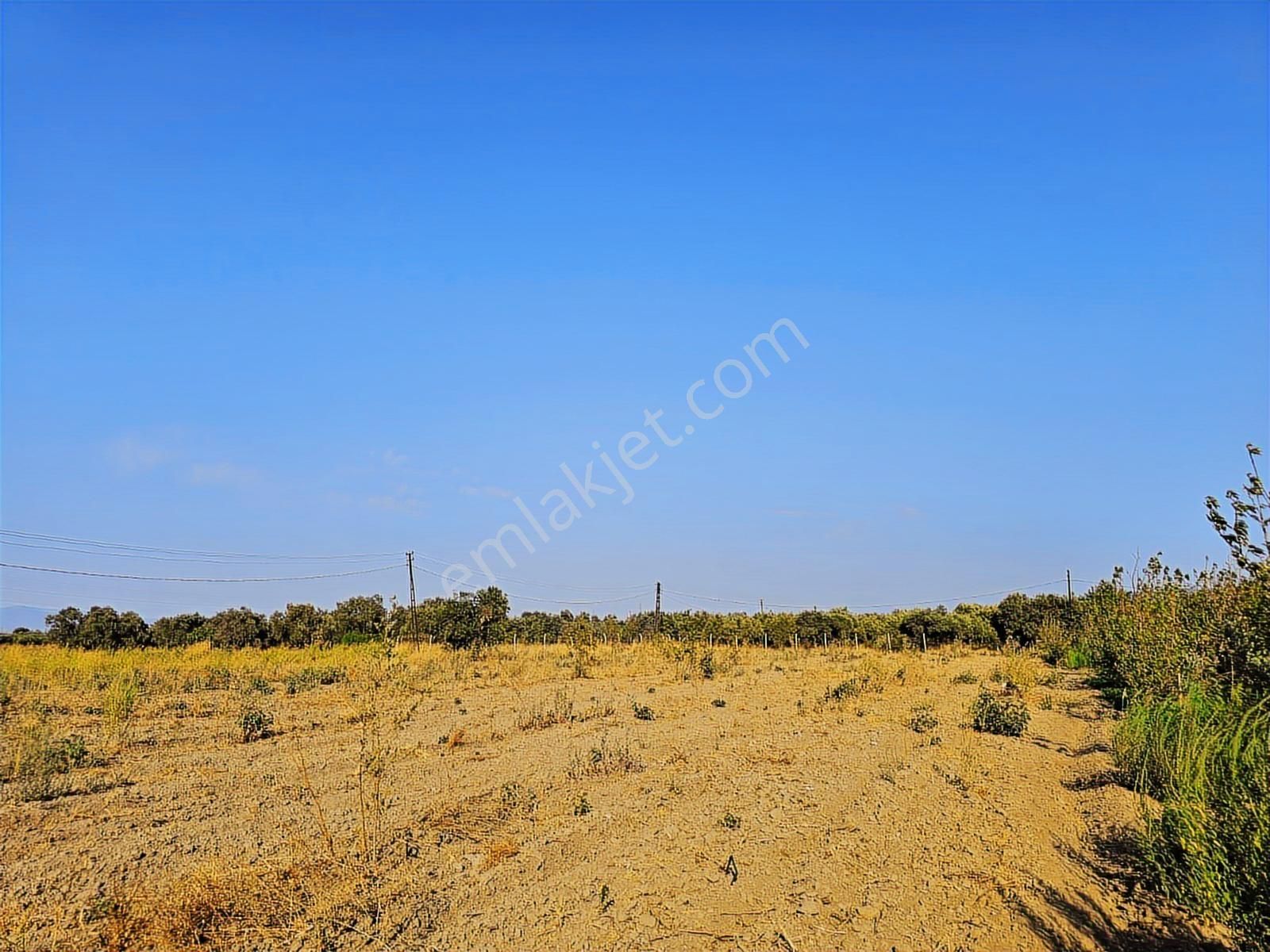 Kemalpaşa Armutluda Satılık Tarla 3kişide Ayrı Ayrı Tapu Alabilr - Görsel 4